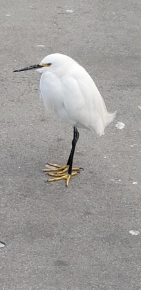 Snowy Egret