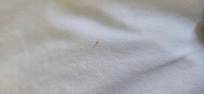 Bugs!!!