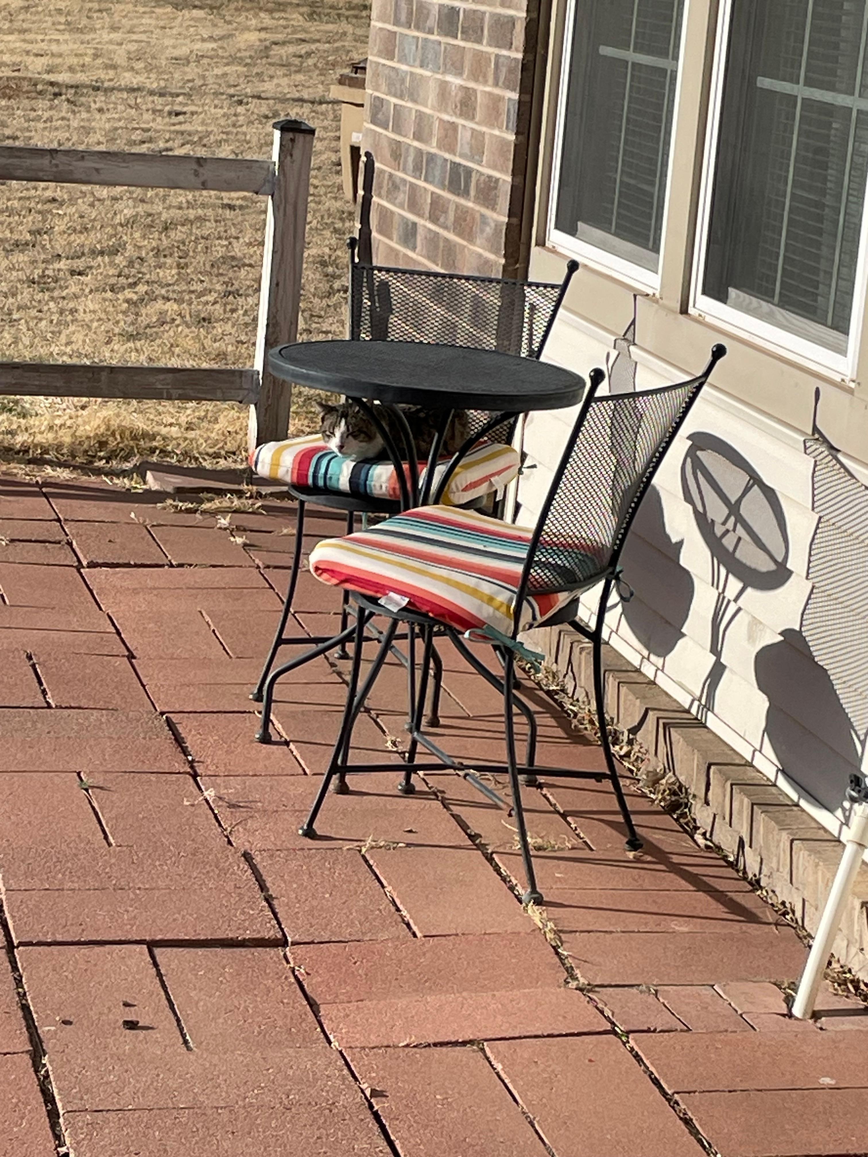 neighborhood kitty liked to sit in chair on sunny porch
