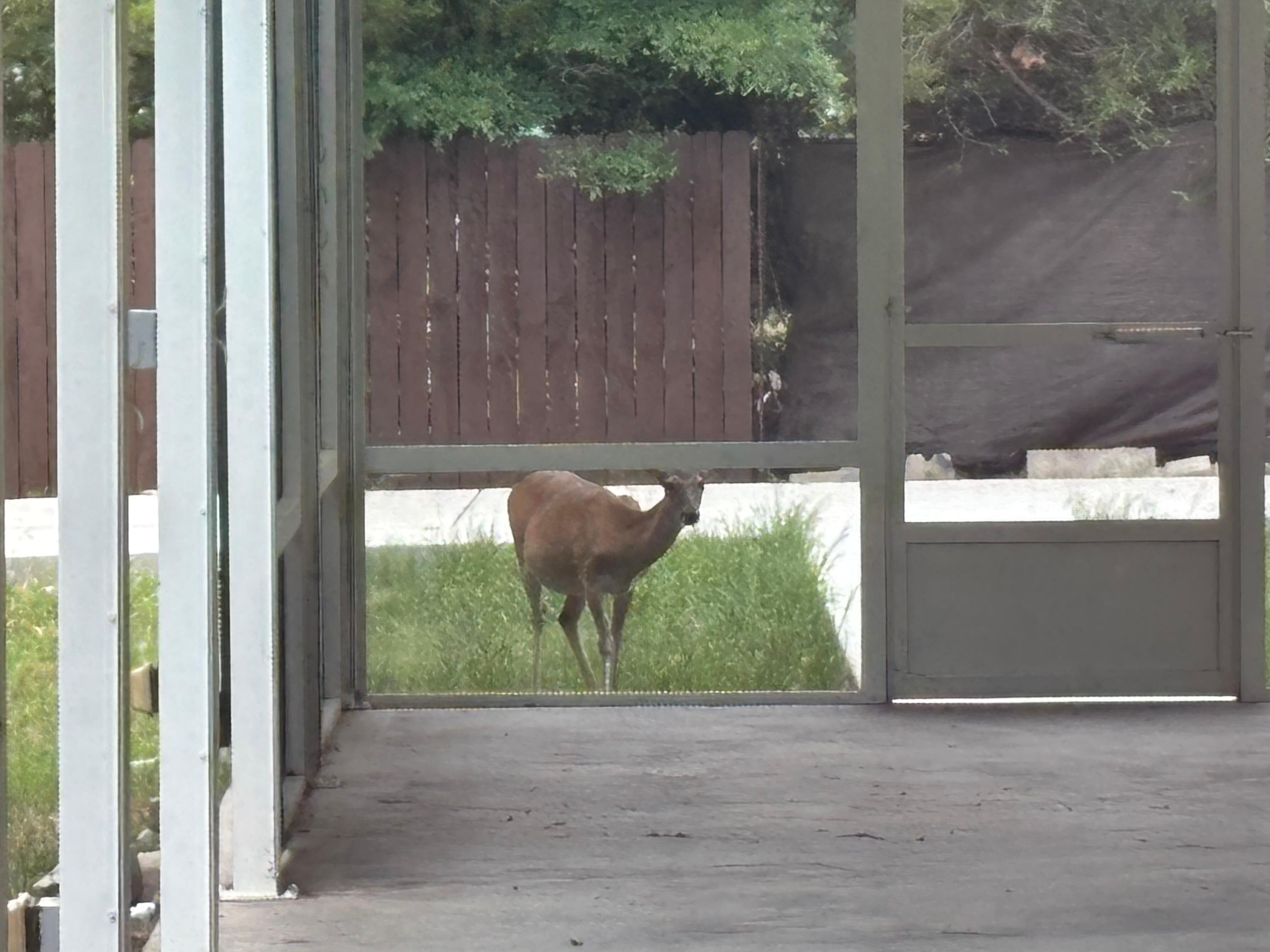 Deer