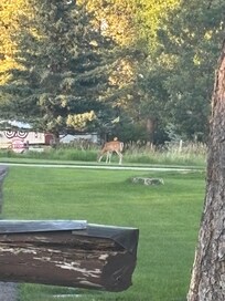 Deer in front yard