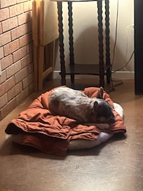 Forrest; he’s relaxing after dinner.