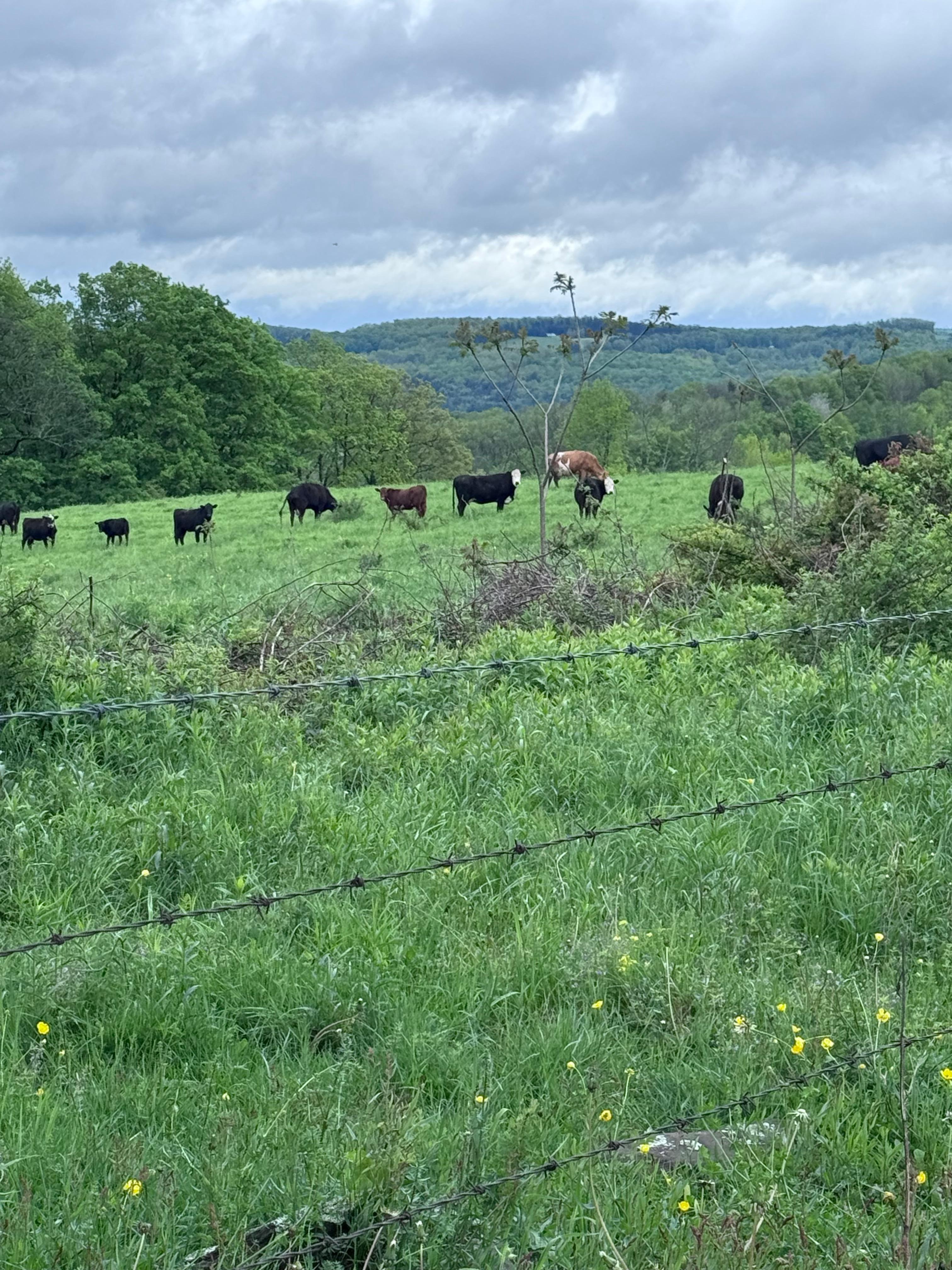 Found some friendly neighbors during our walk around the property. 
