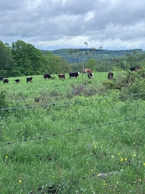 Found some friendly neighbors during our walk around the property.