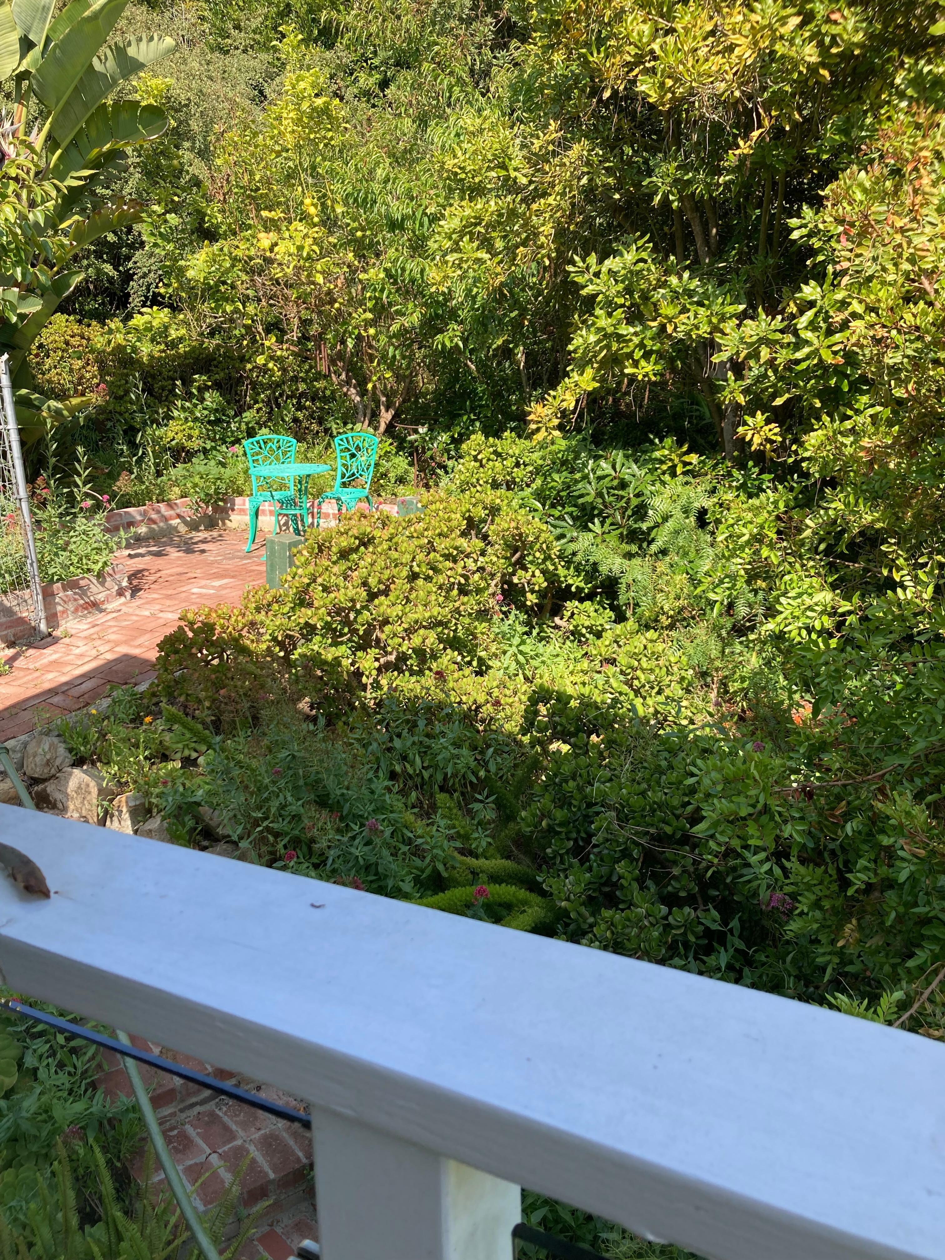 Sweet spot near the lemon tree.