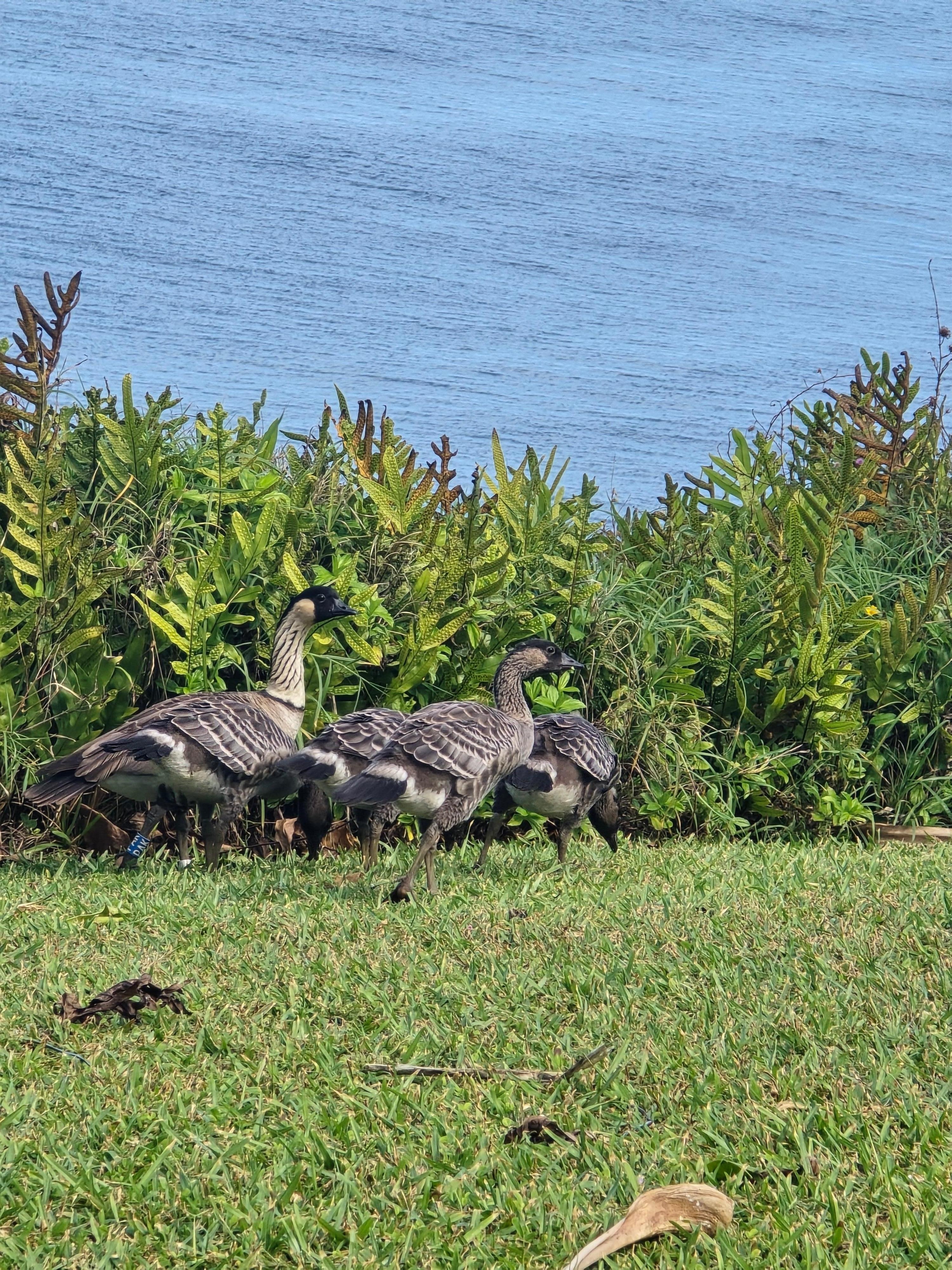 Nene family on condo lawn area