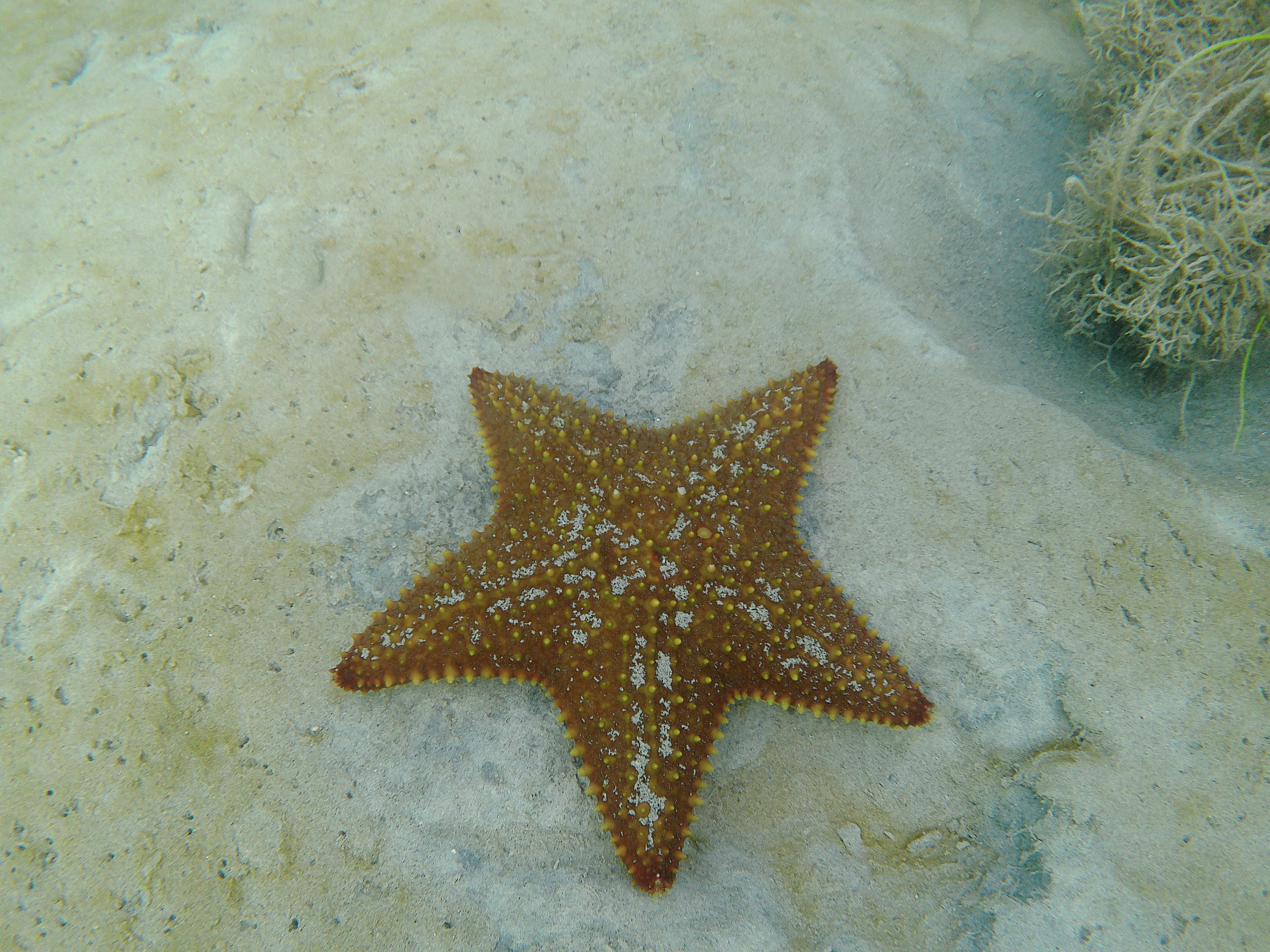 Starfish just off the dock.