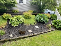 In Ohio, the deer eat our hostas!