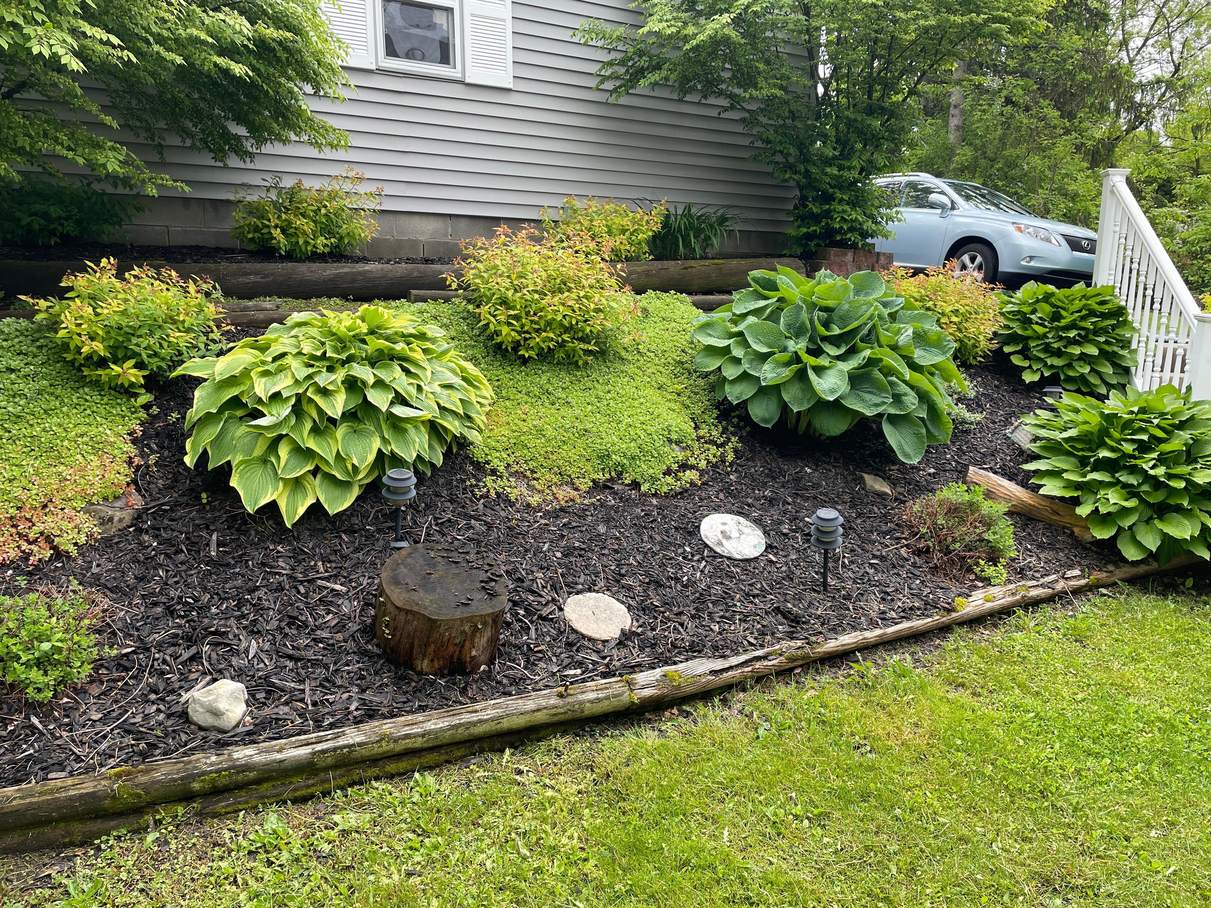 In Ohio, the deer eat our hostas!