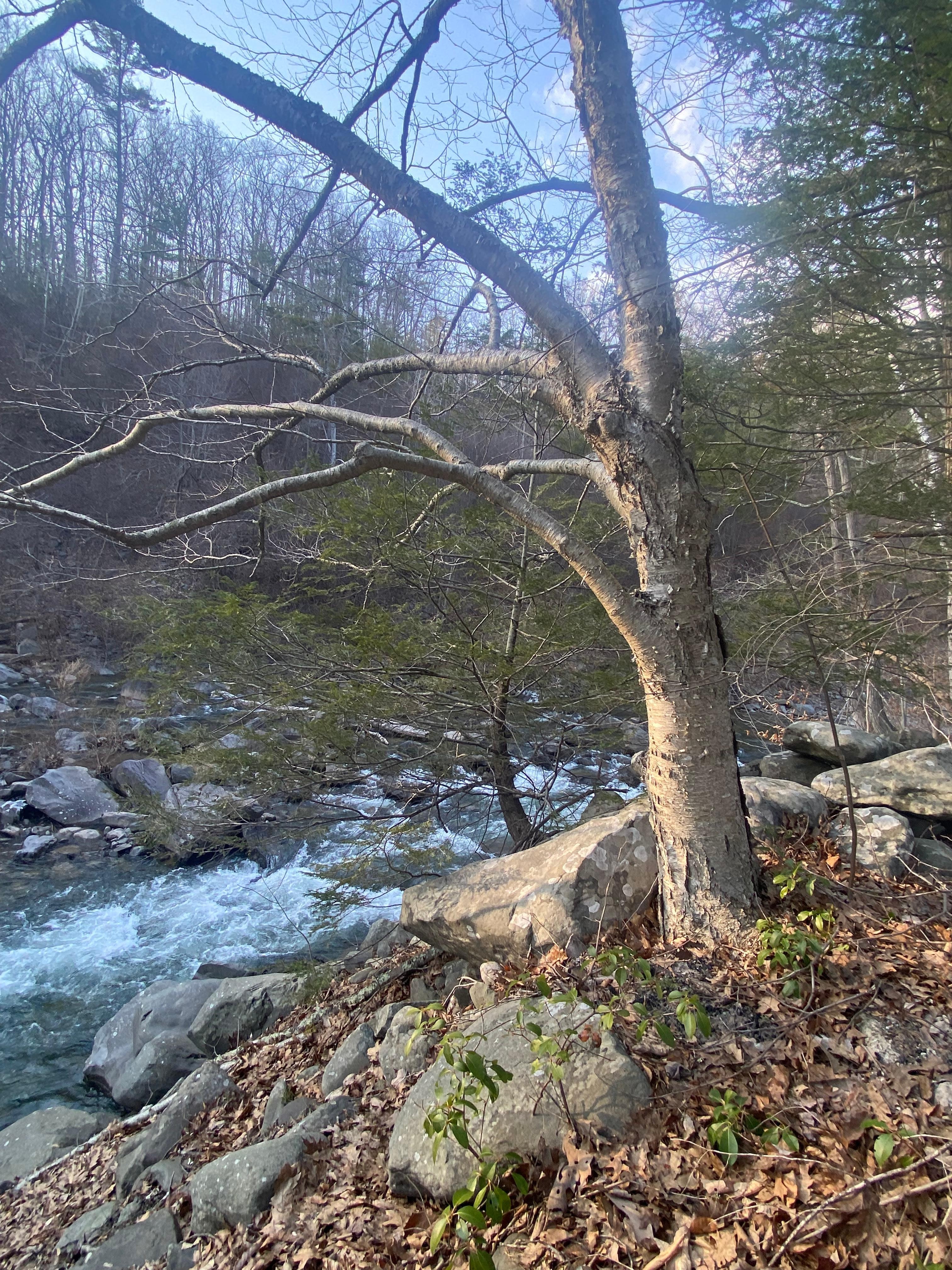 stream