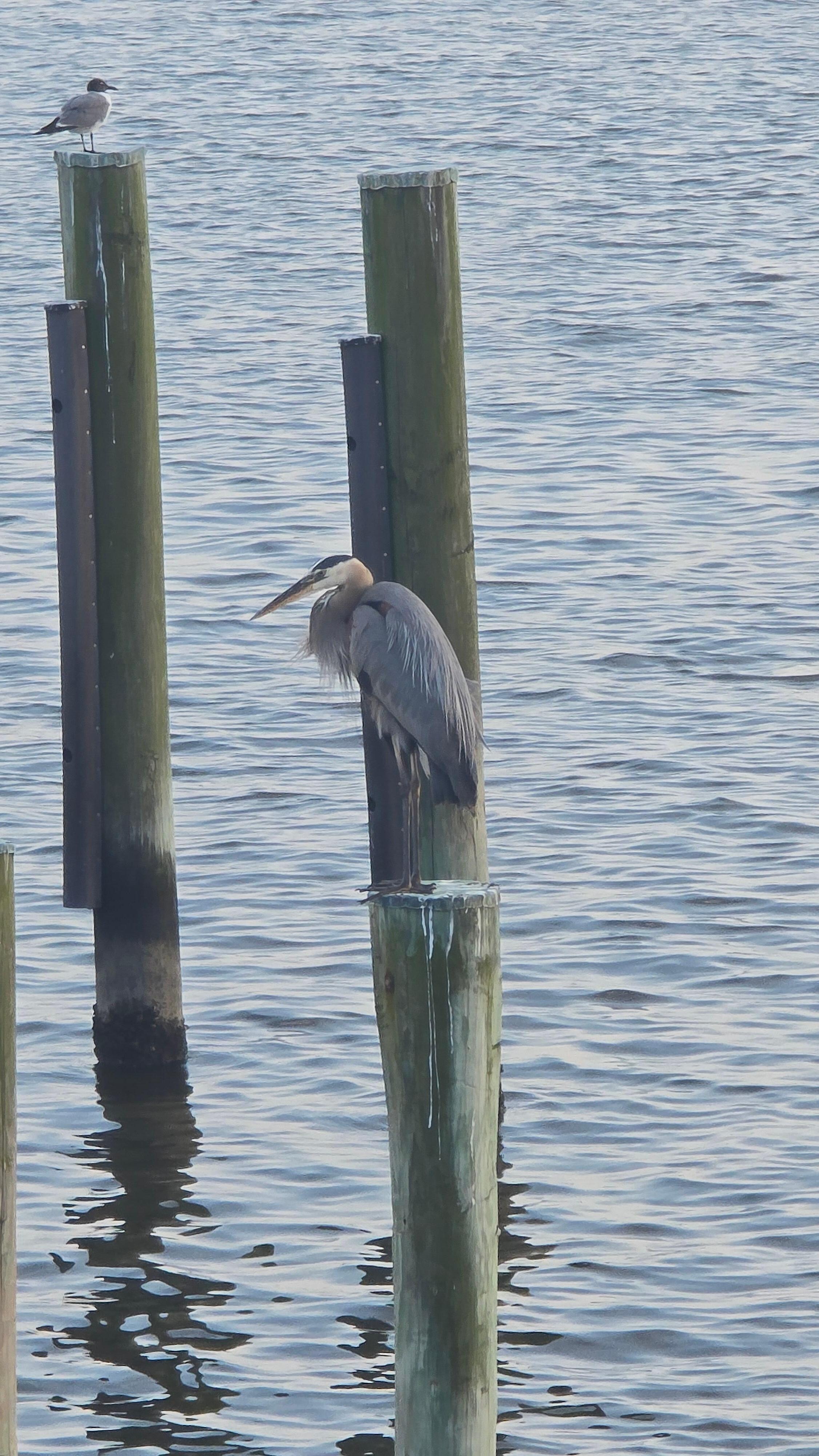 The resident heron