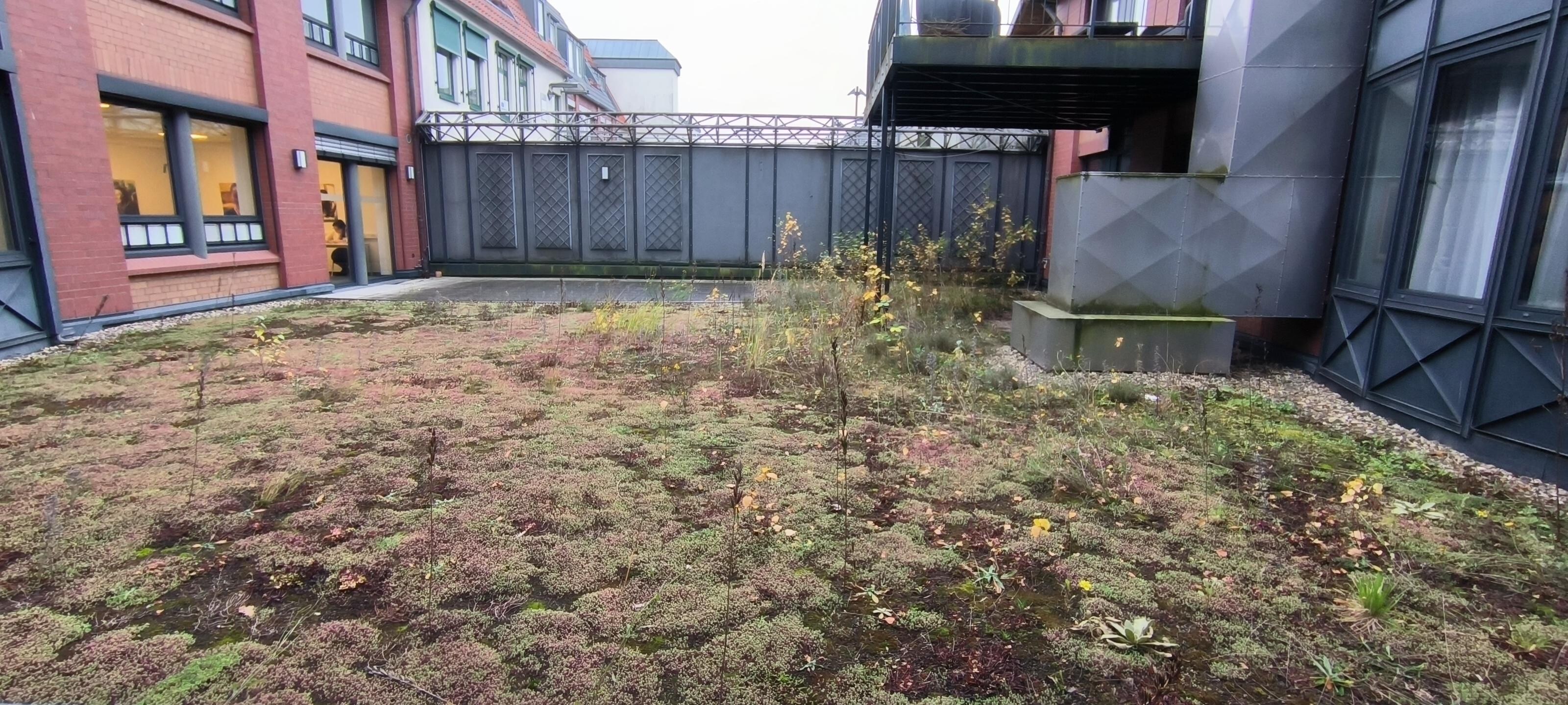 Ukrudt i haven som også er udsigten fra værelset