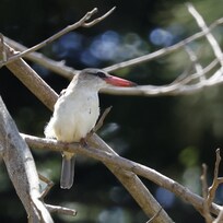 Garden visitor.