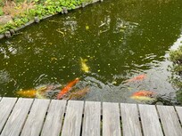 Koi right outside the door