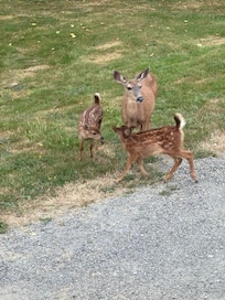 Right next to the deck!