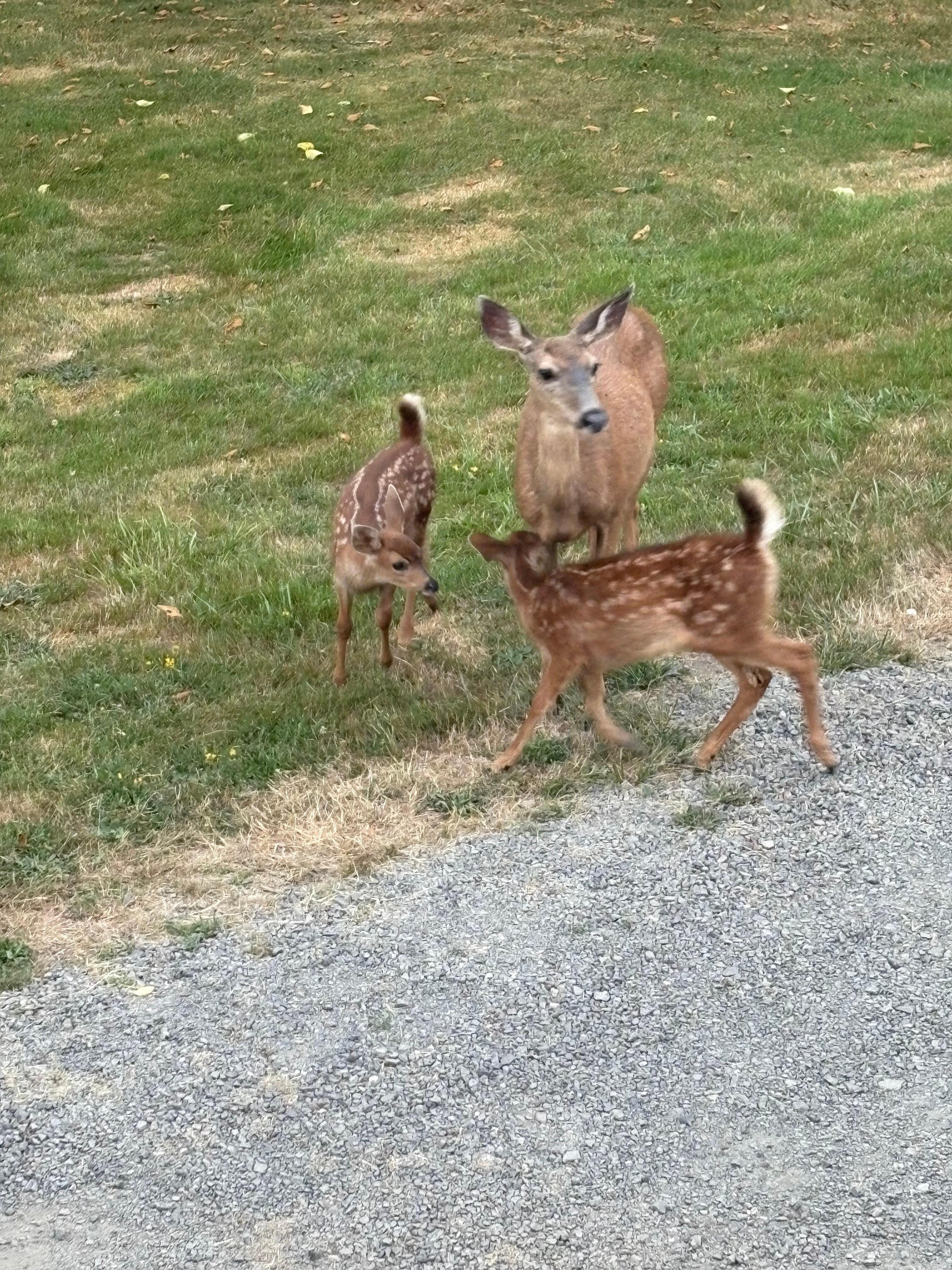Right next to the deck!