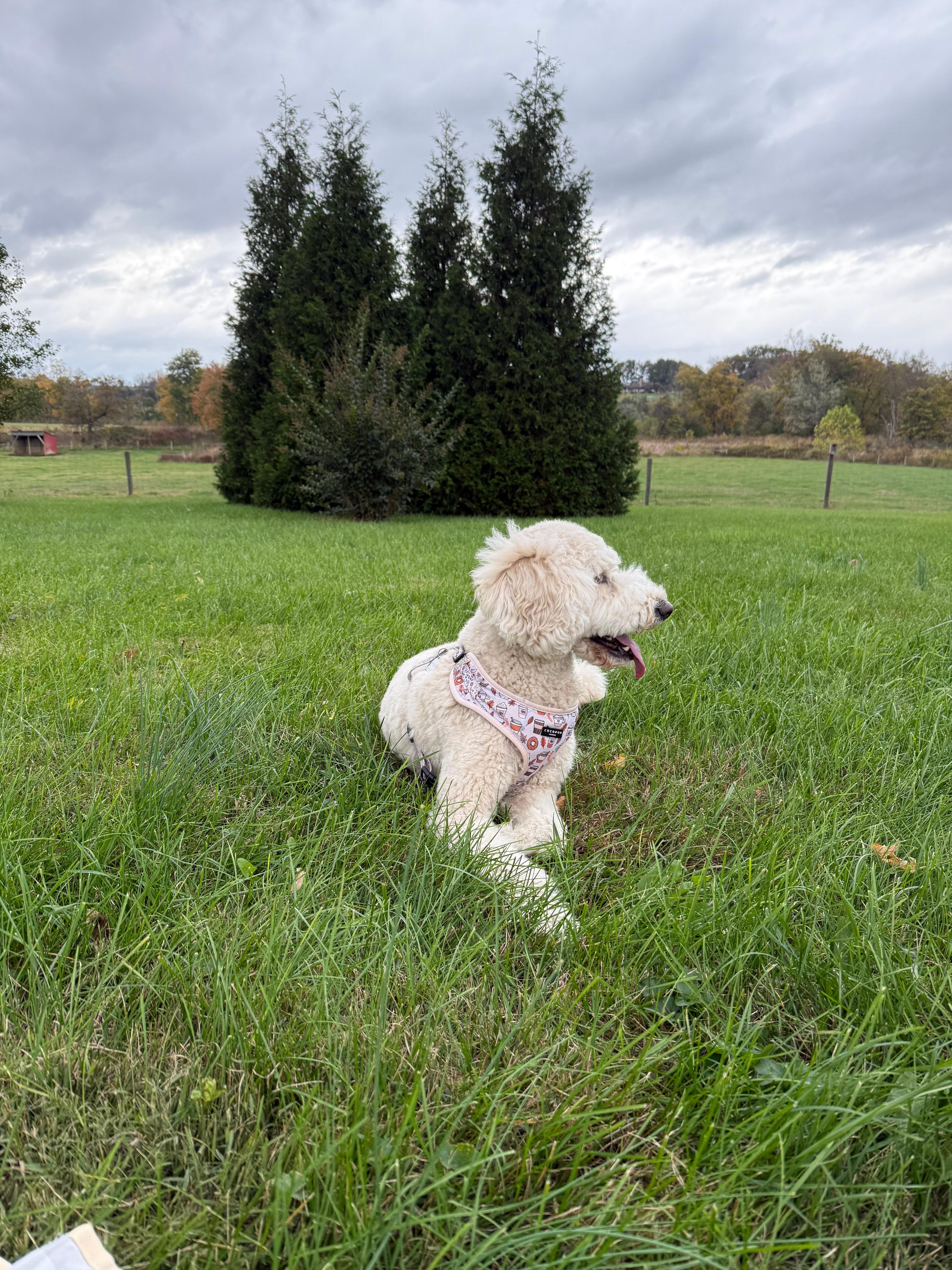 Hanging out in fenced backyard