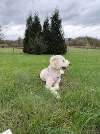 Hanging out in fenced backyard