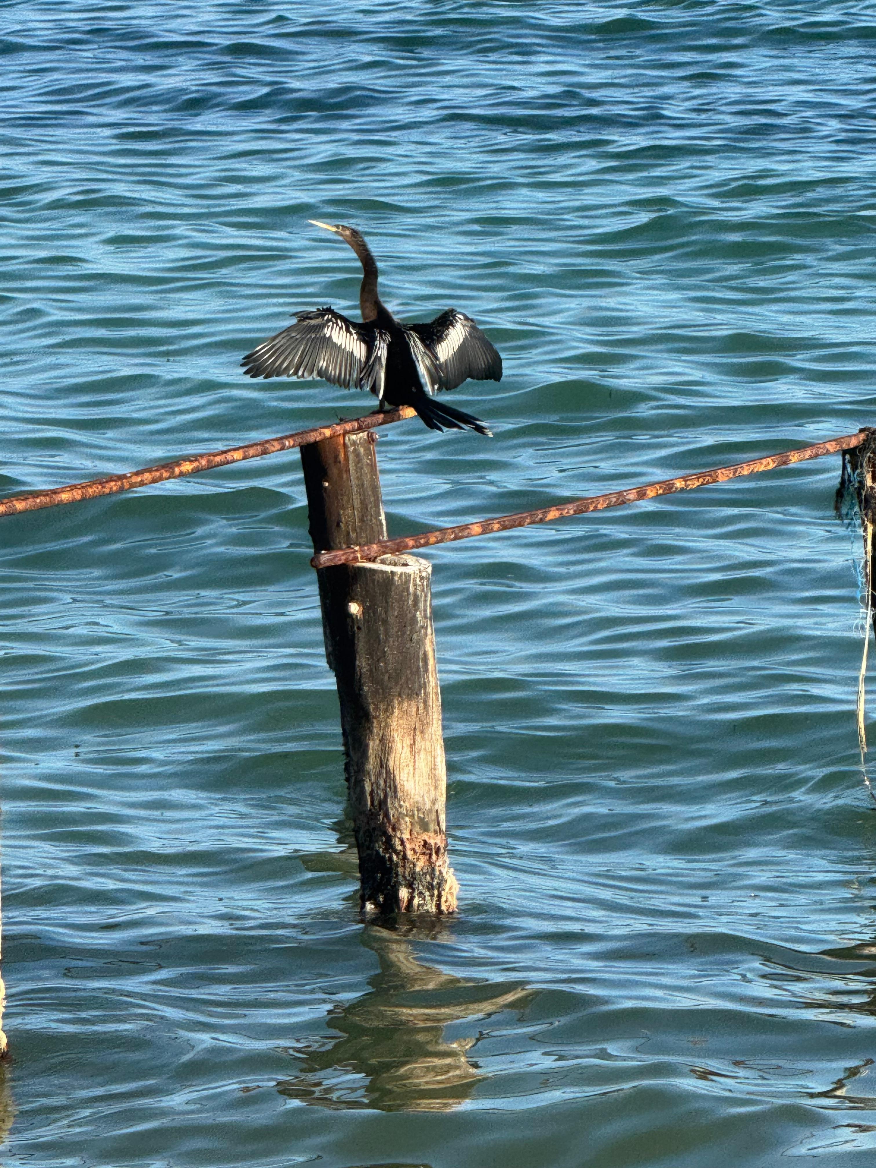 Always beautiful birds here. This is from our balcony.