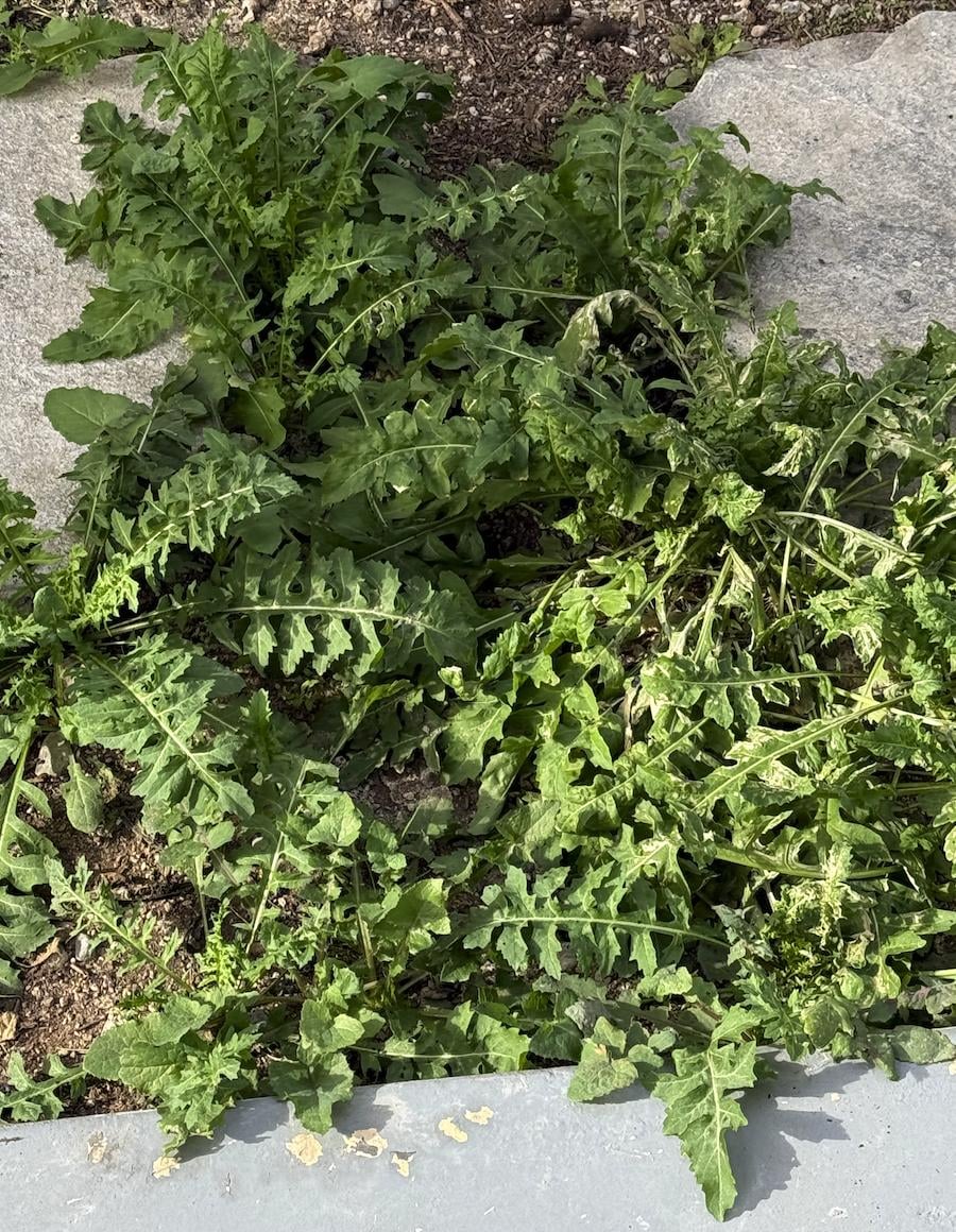 Example of weeds around the pool