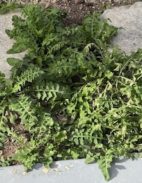 Example of weeds around the pool