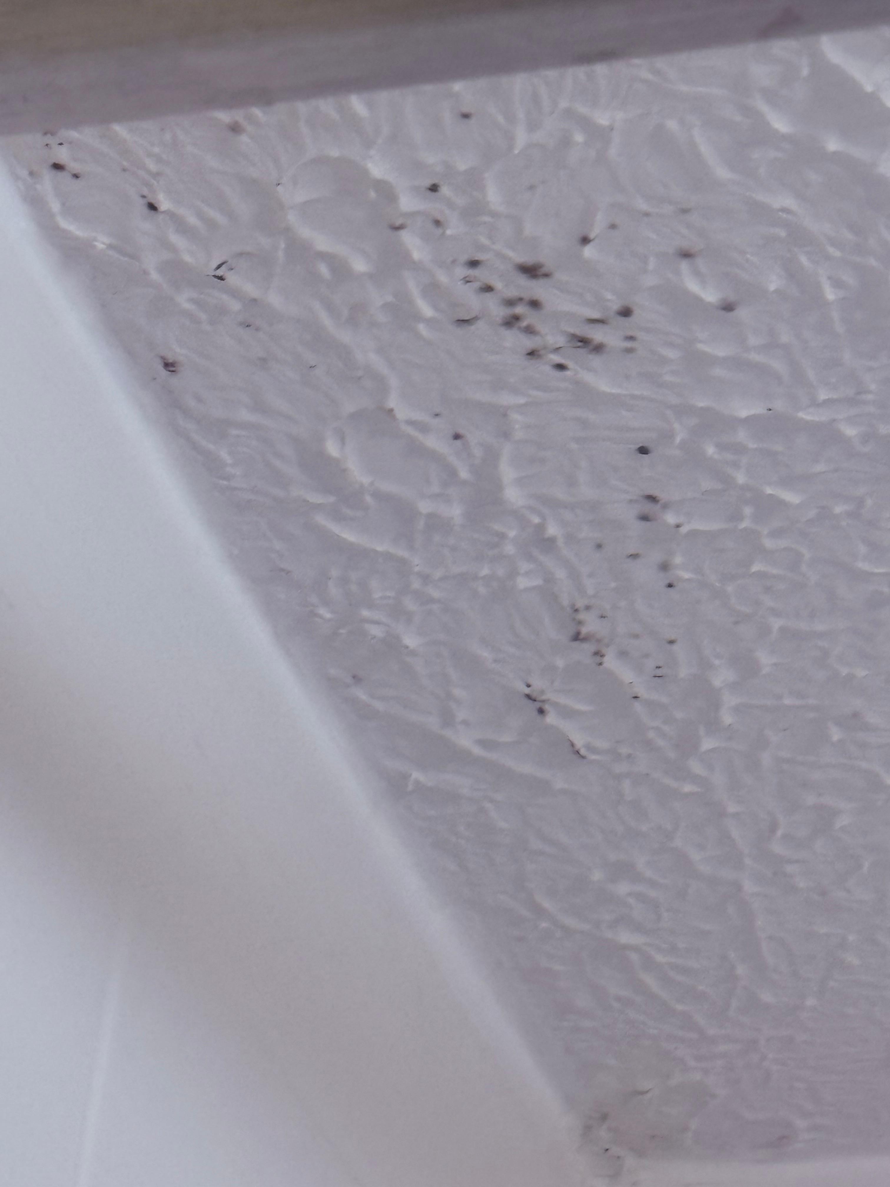 Mold on bathroom ceiling