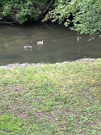 Such a treat watching this family in the water and coming into the backyard.