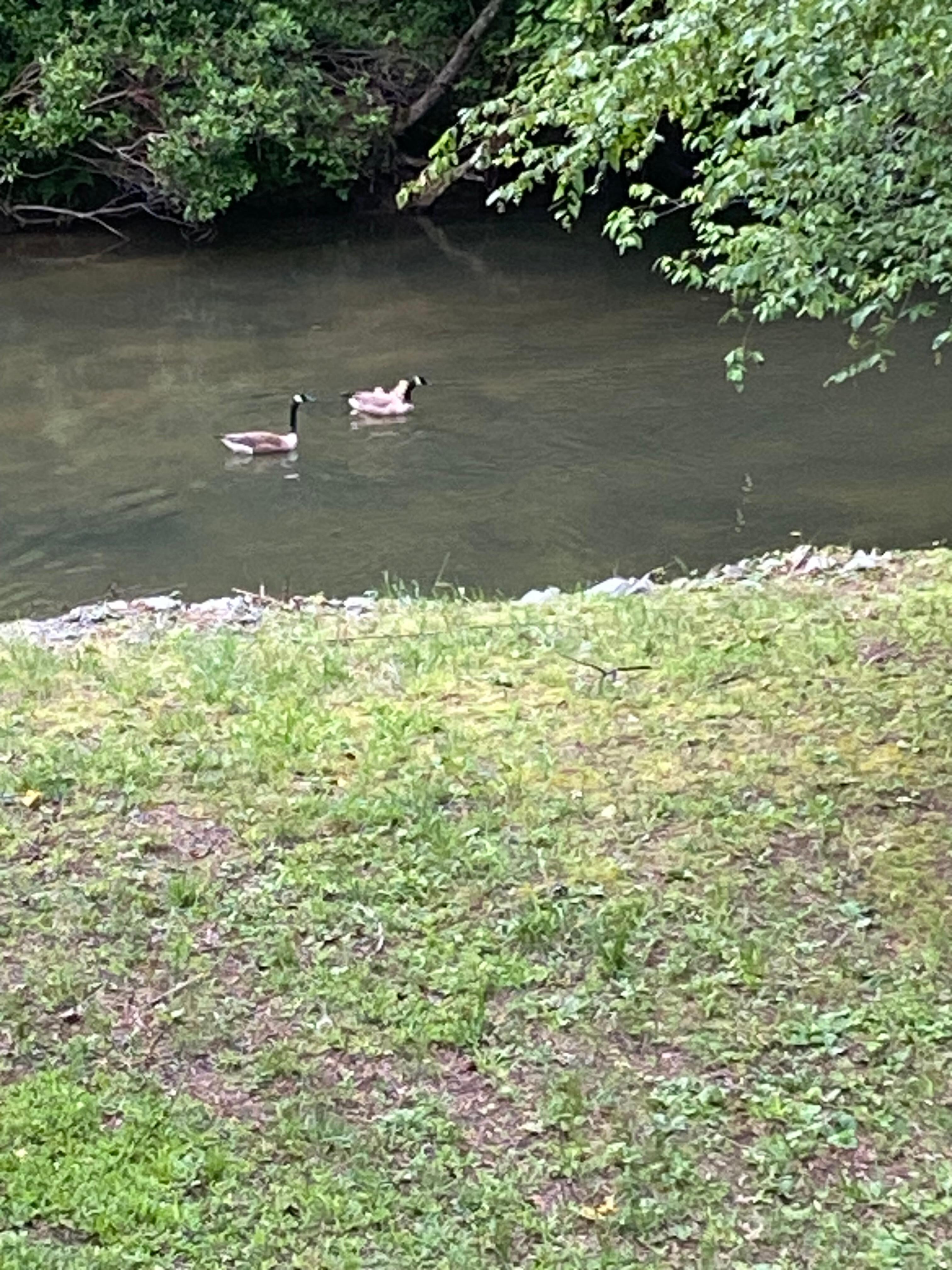 Such a treat watching this family in the water and coming into the backyard. 