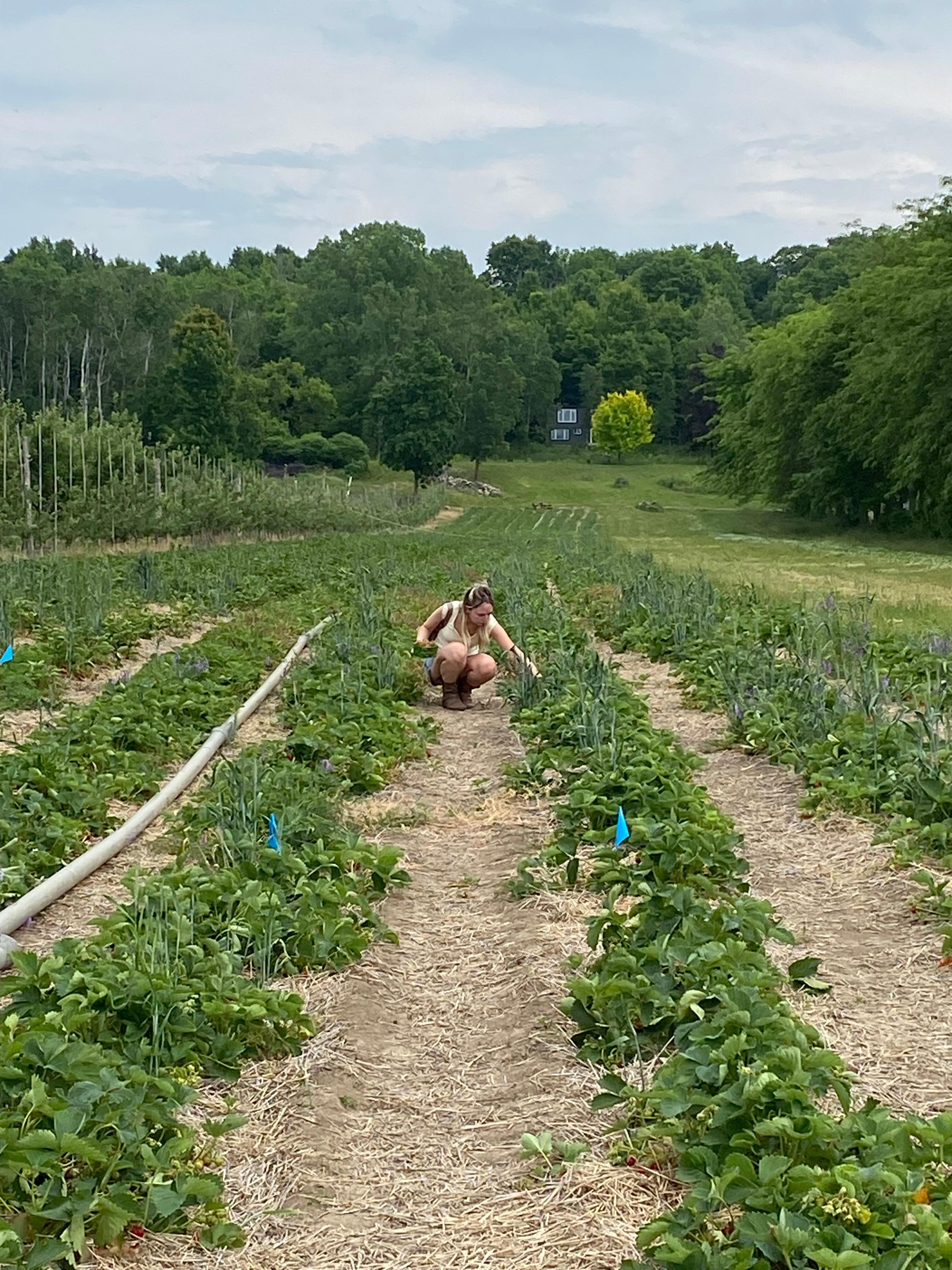 Campbell’s Orchard and Country Market