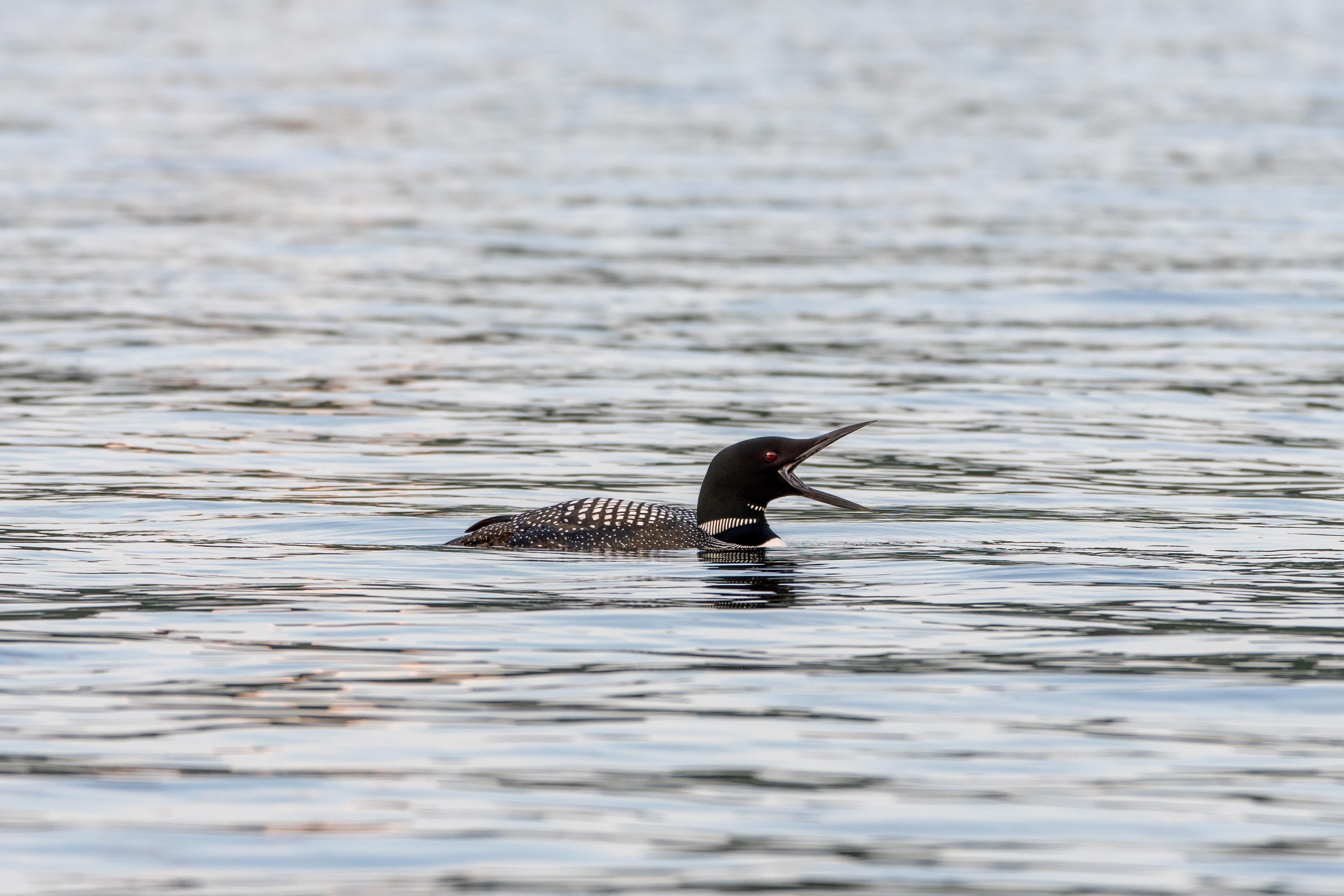We saw multiple pairs of loons on the lake. My favorite shot!