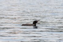 We saw multiple pairs of loons on the lake. My favorite shot!