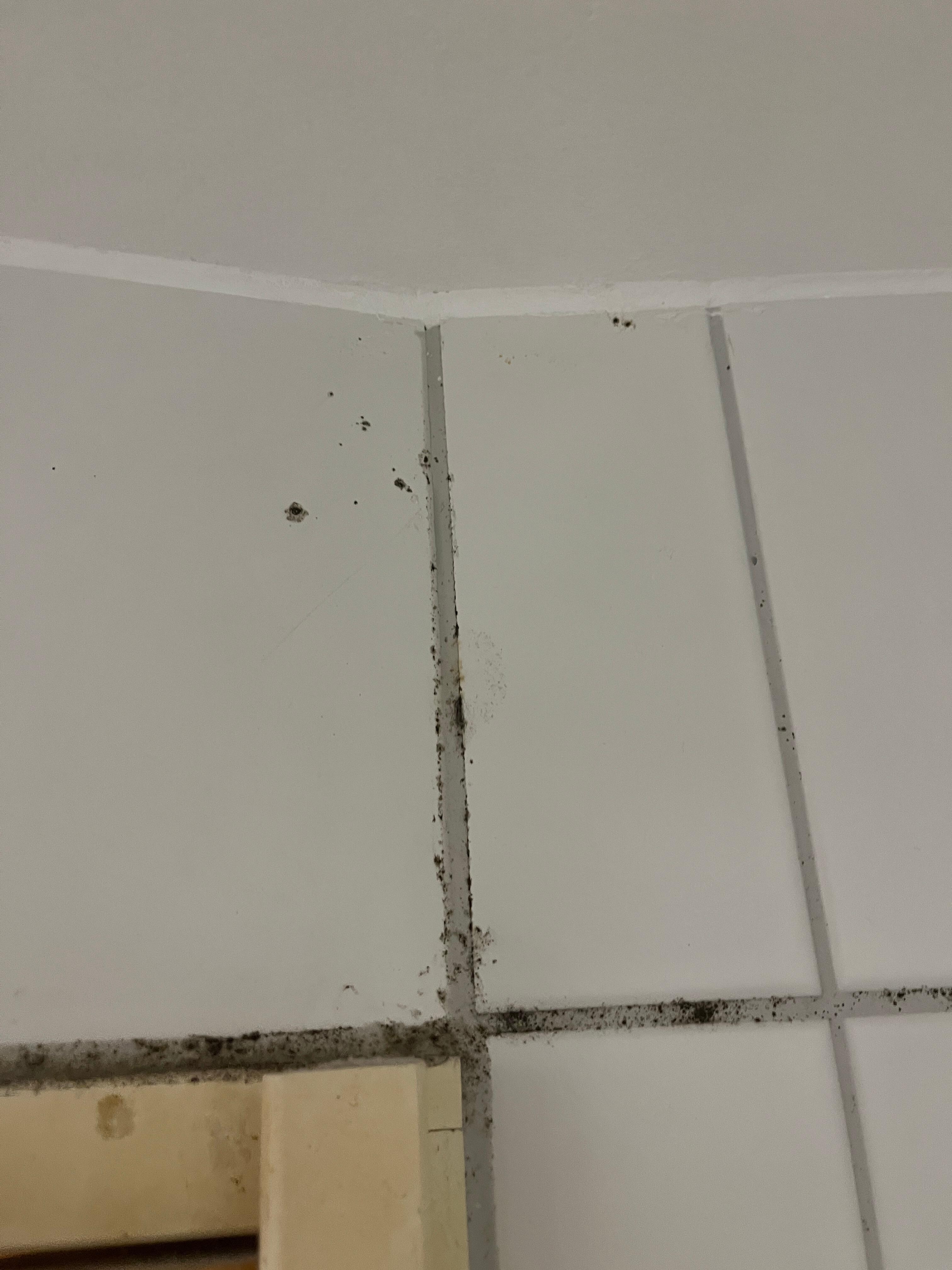 Black mould on bathroom tiles