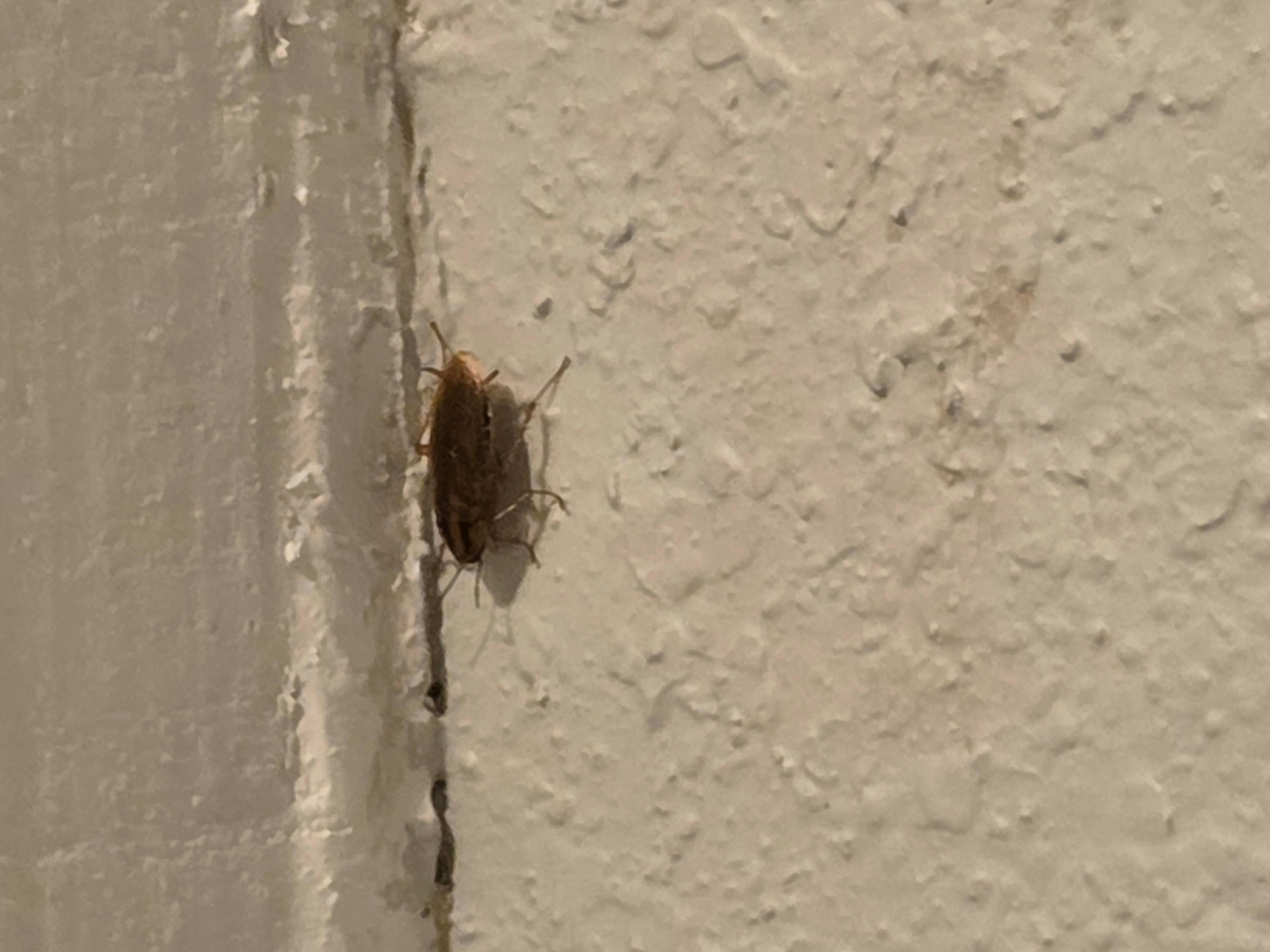 Roach at the top of the wall in the bathroom.