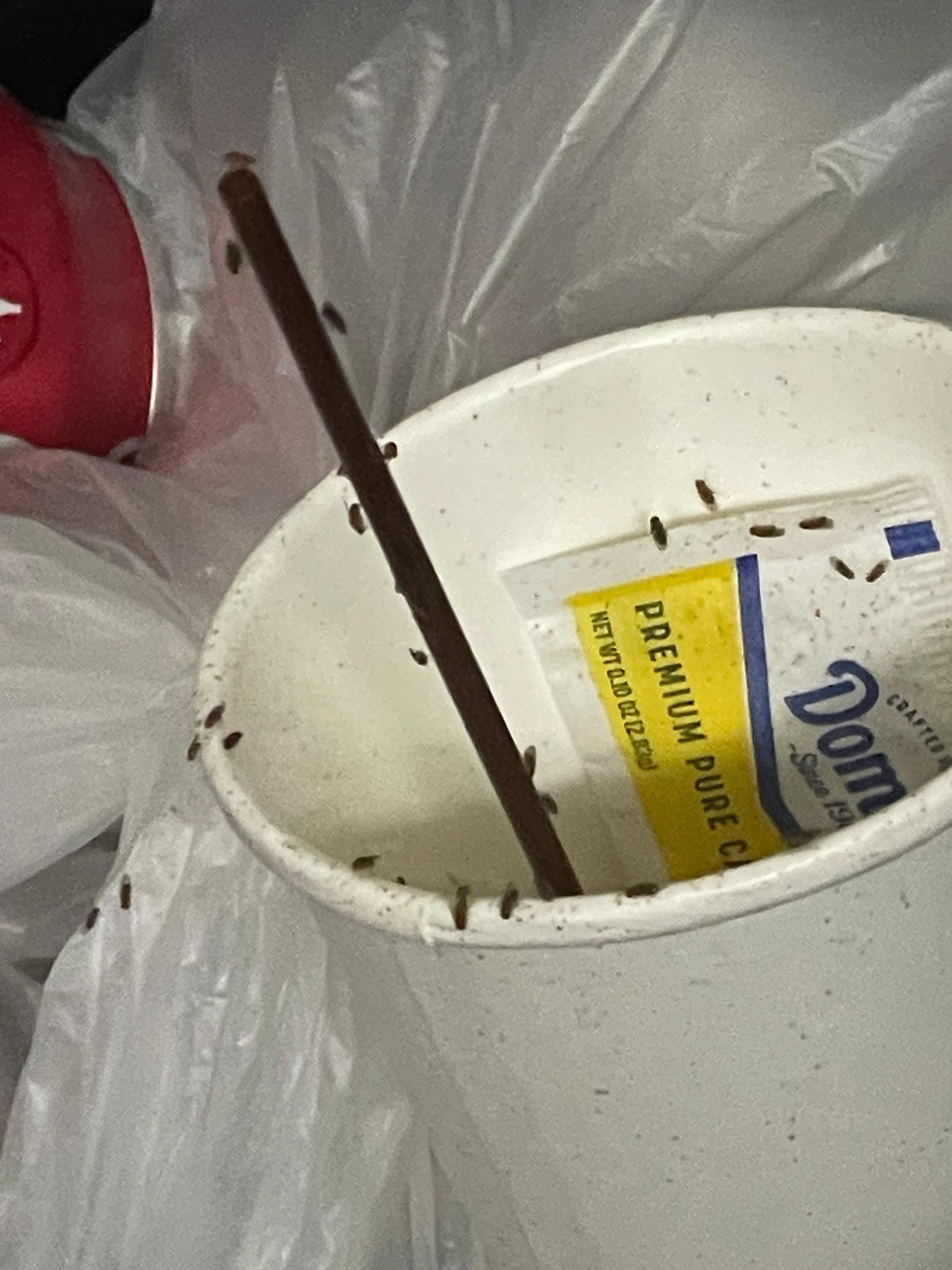 Garbage across from my room in hall,  open garbage container with hundreds of fruit flies.  Can’t see the ones flying around