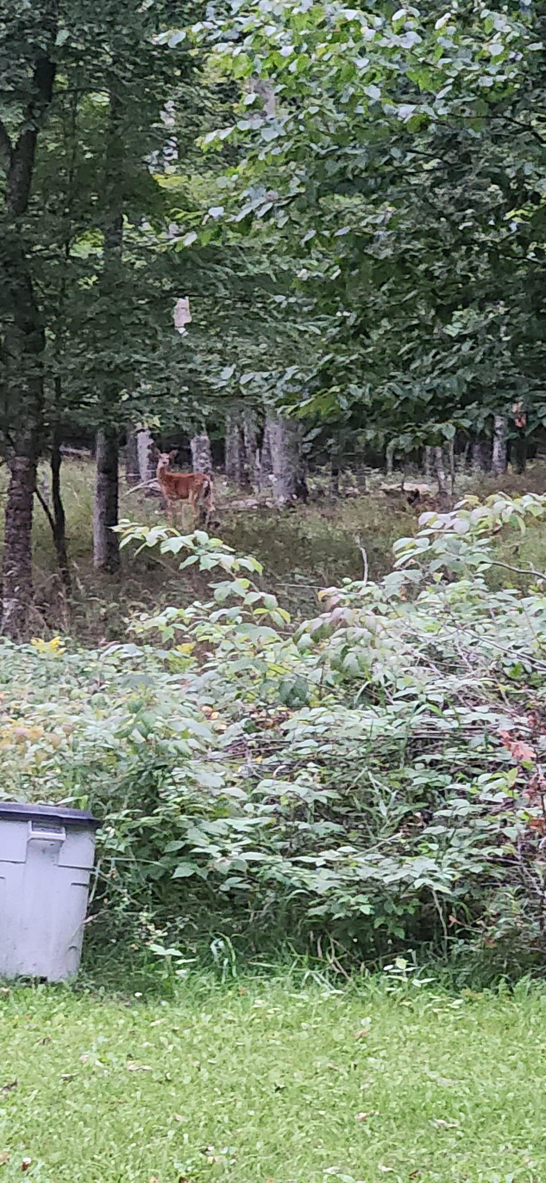 Deer in the yard