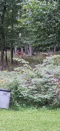 Deer in the yard