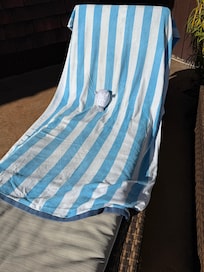 Seal enjoying lounge chair