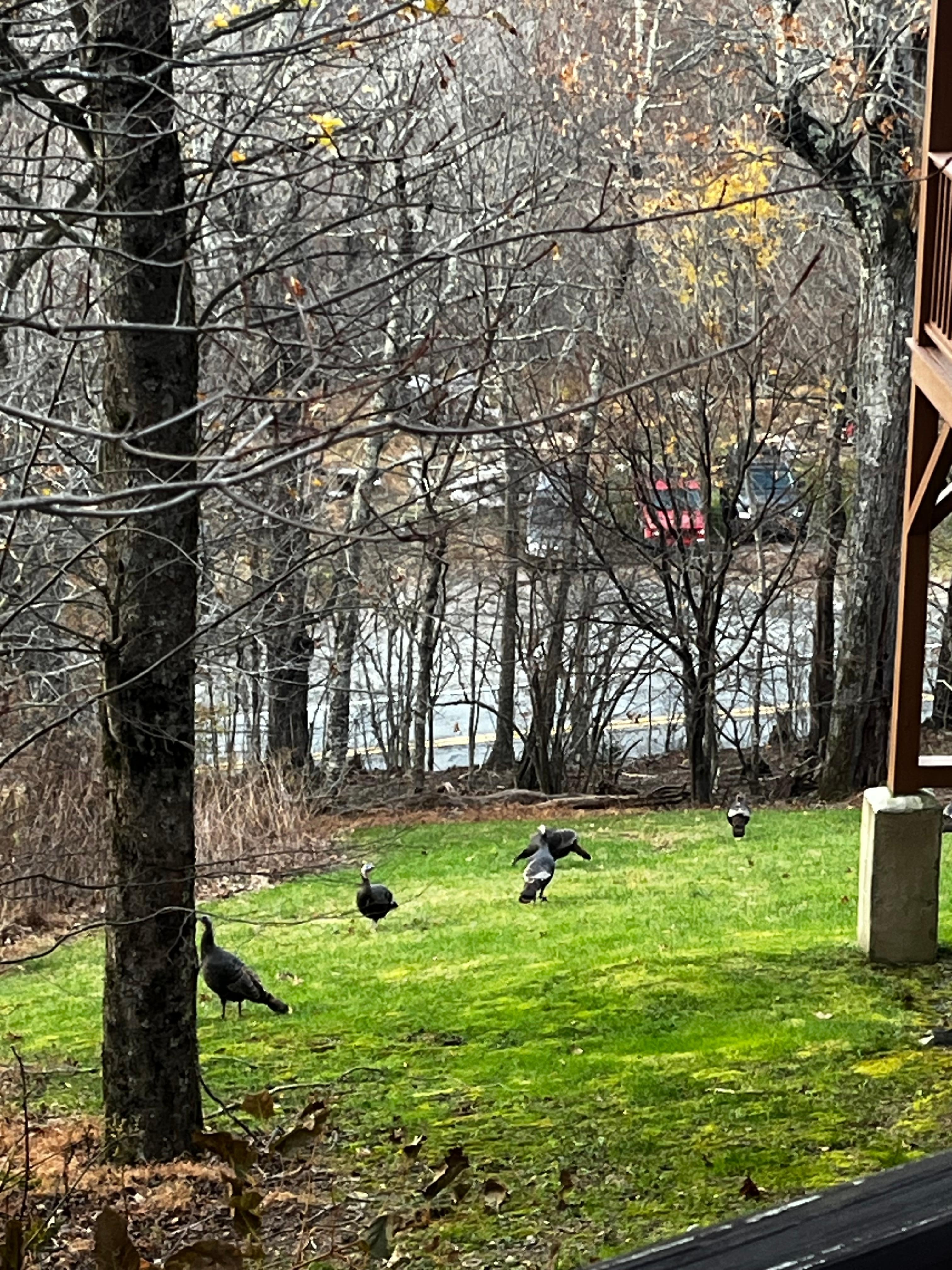 Two mornings we saw turkey and deer walk right through the backyard! 
