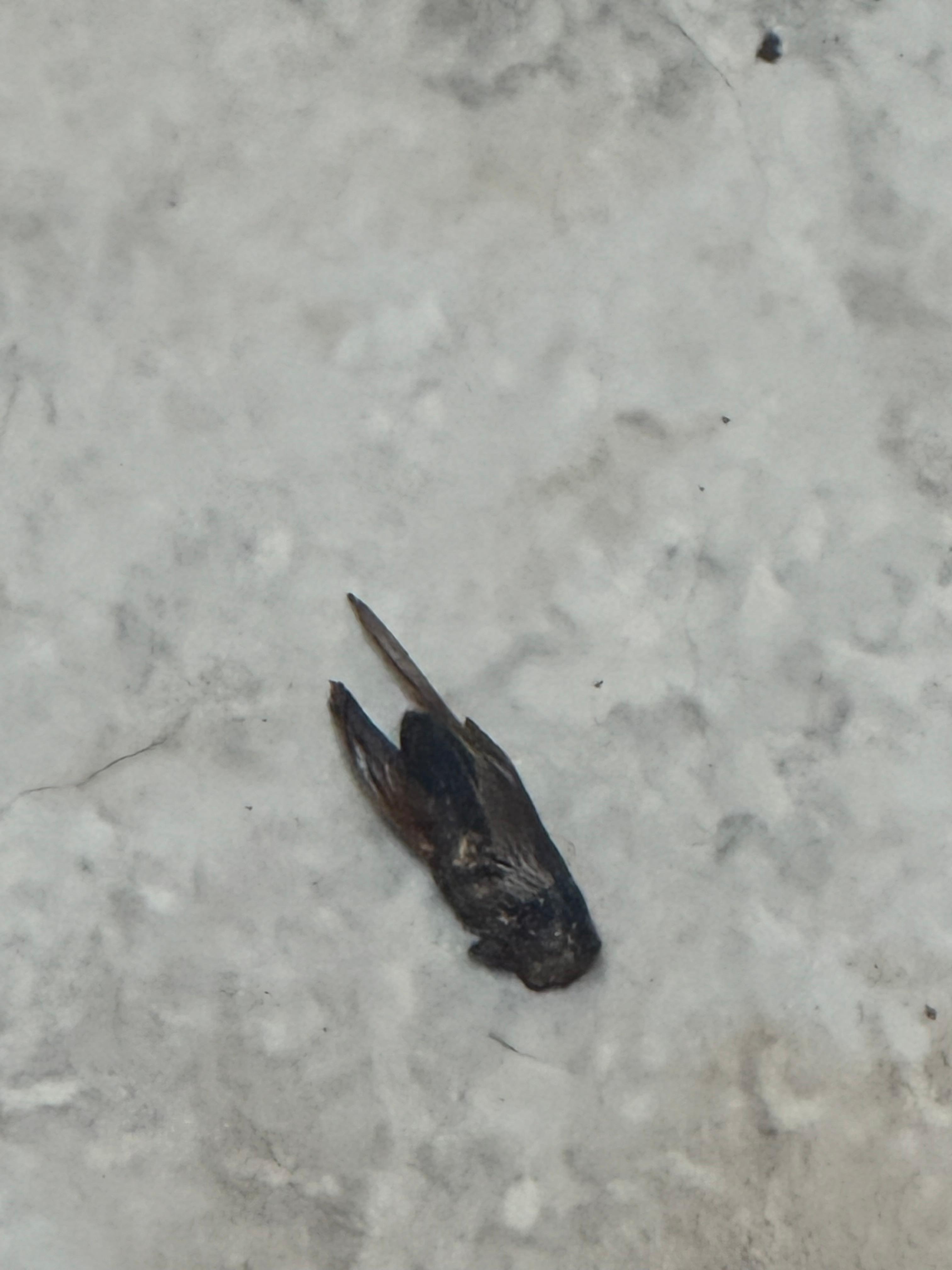 Dead roach. 