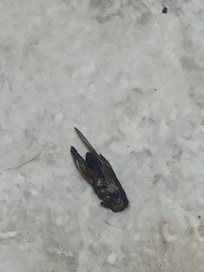 Dead roach.