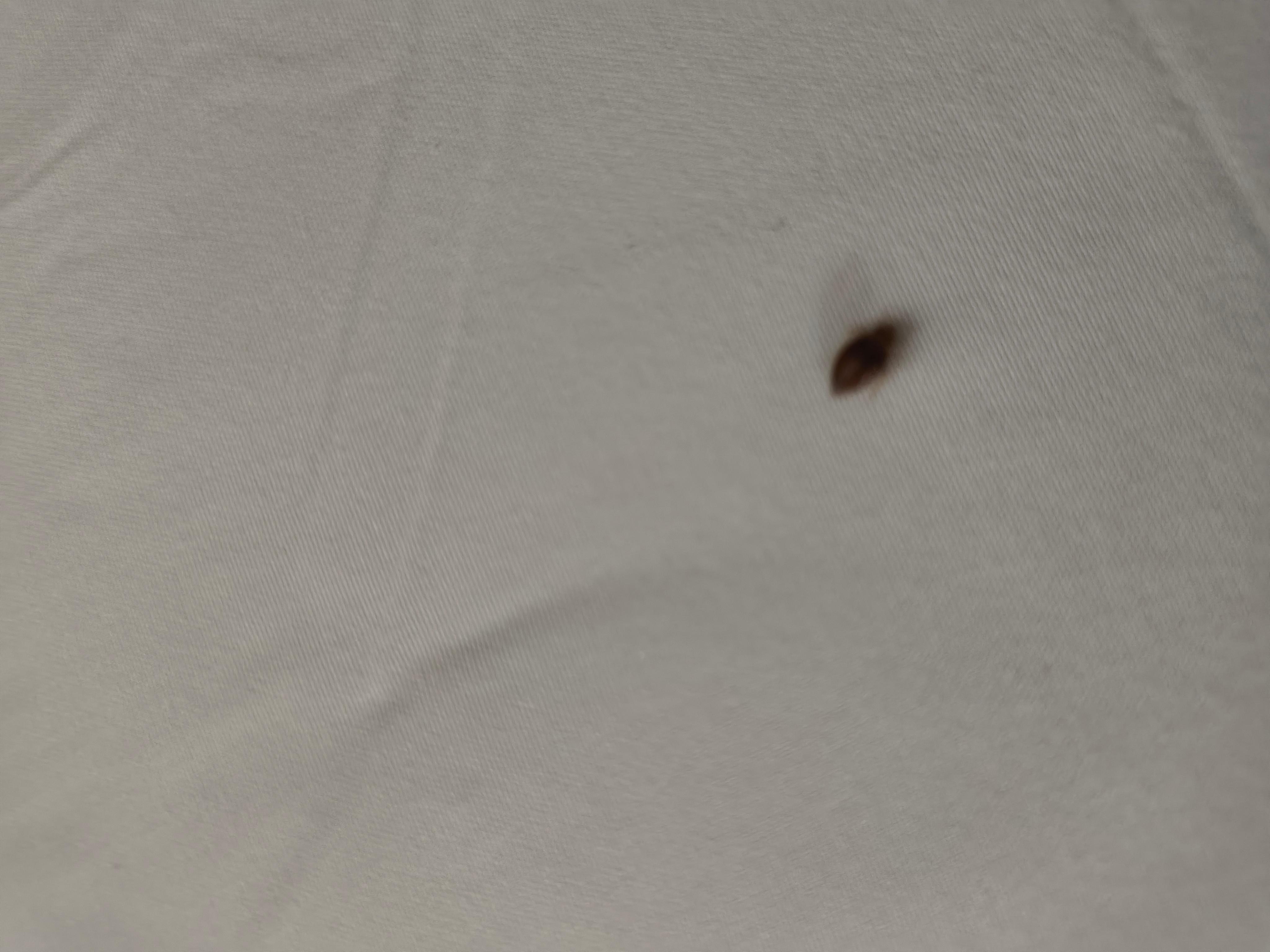 Second picture of a different bed bug