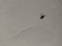 Second picture of a different bed bug