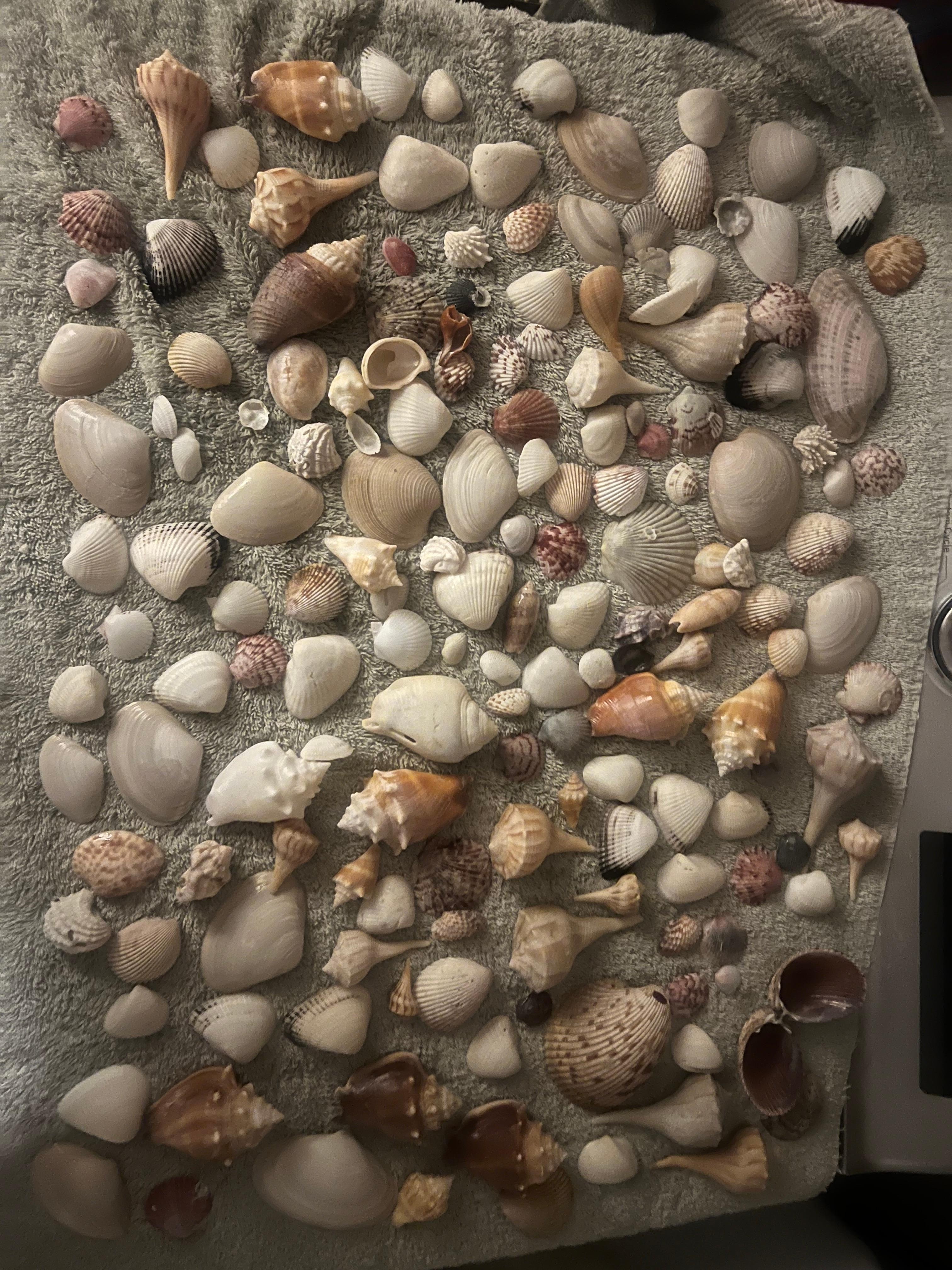 Shells that were collected on the beach. 