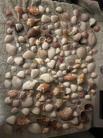 Shells that were collected on the beach.