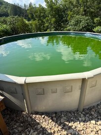 green and algae pool