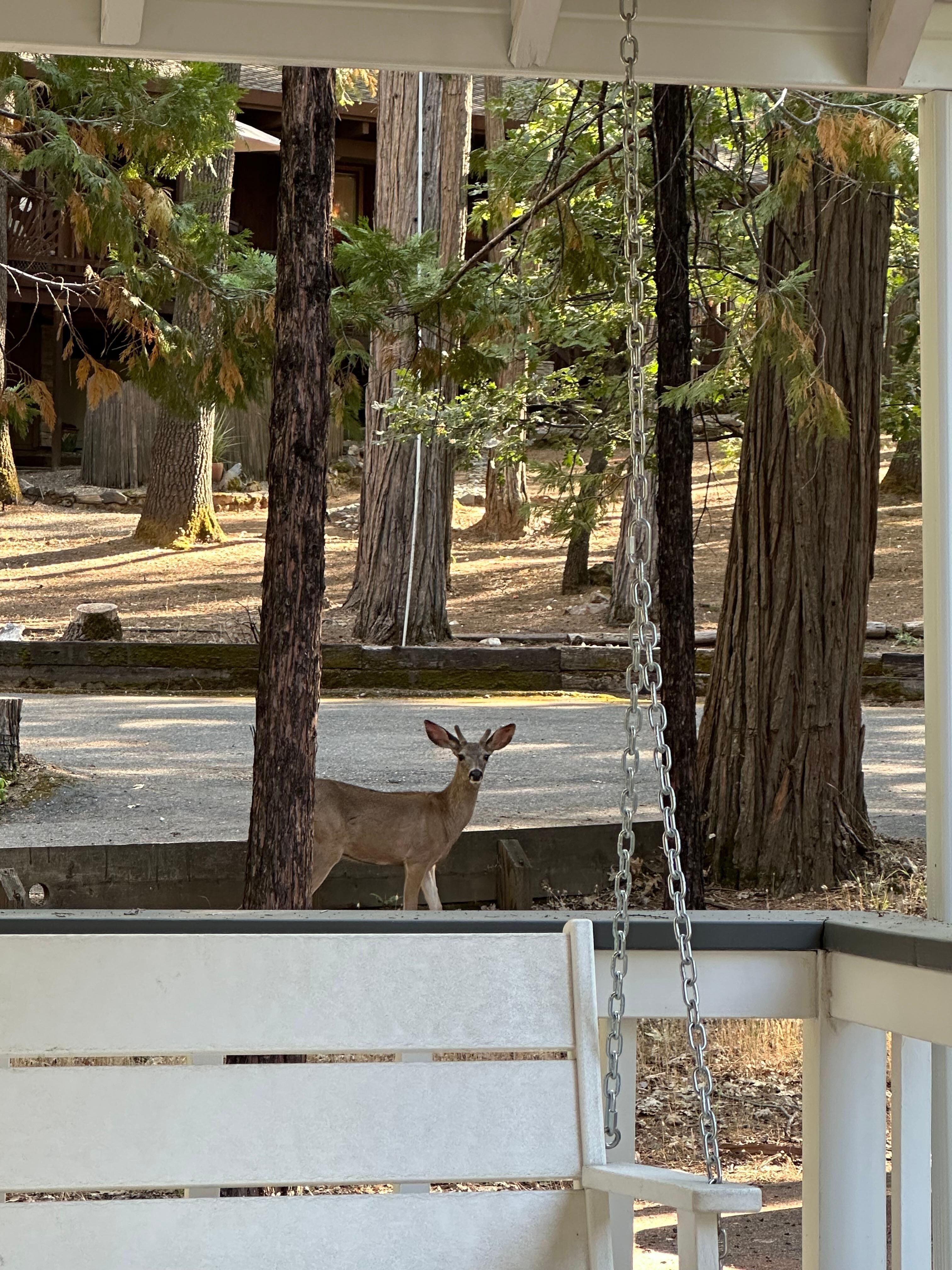 Deer by front porch