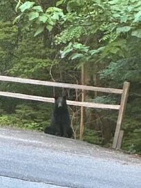 Sitting Bear