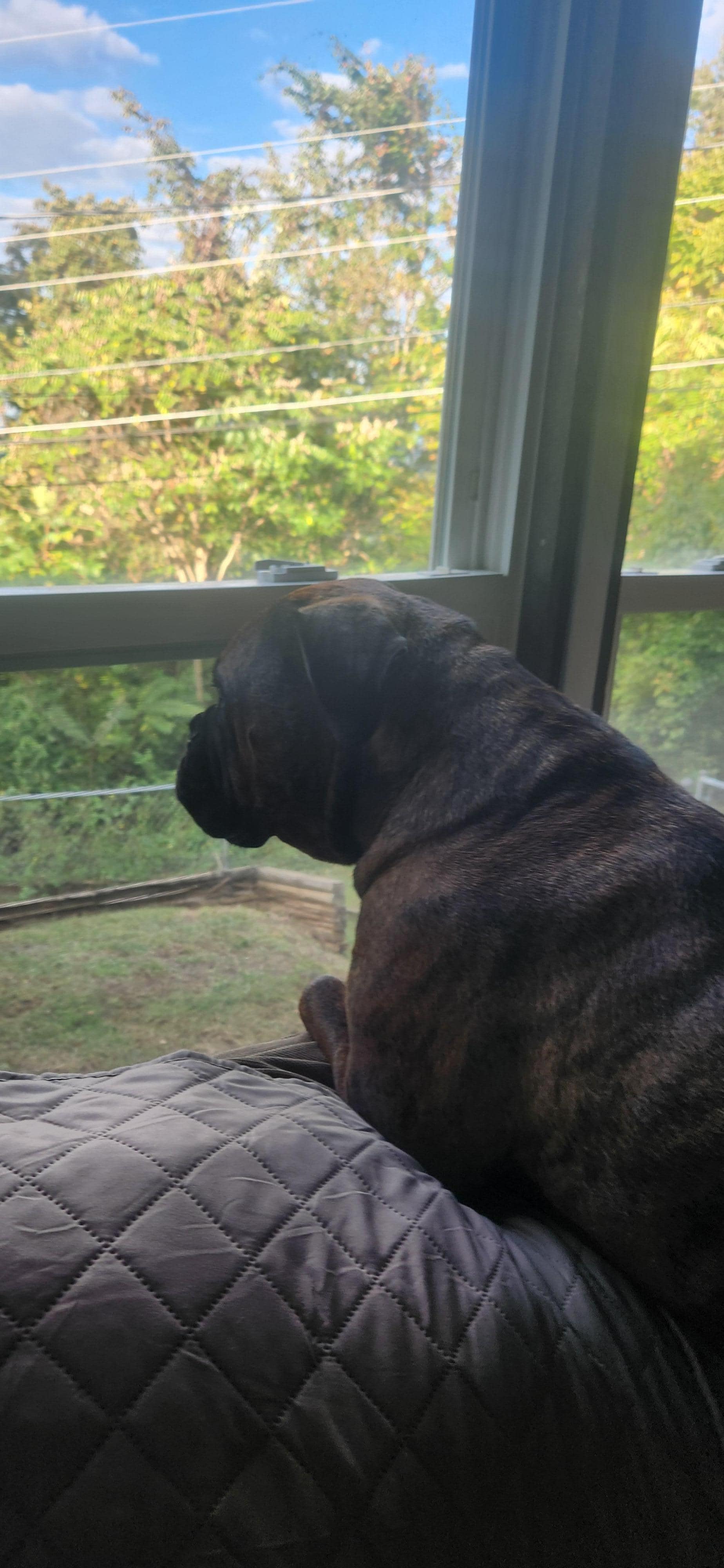 Bird & deer watching