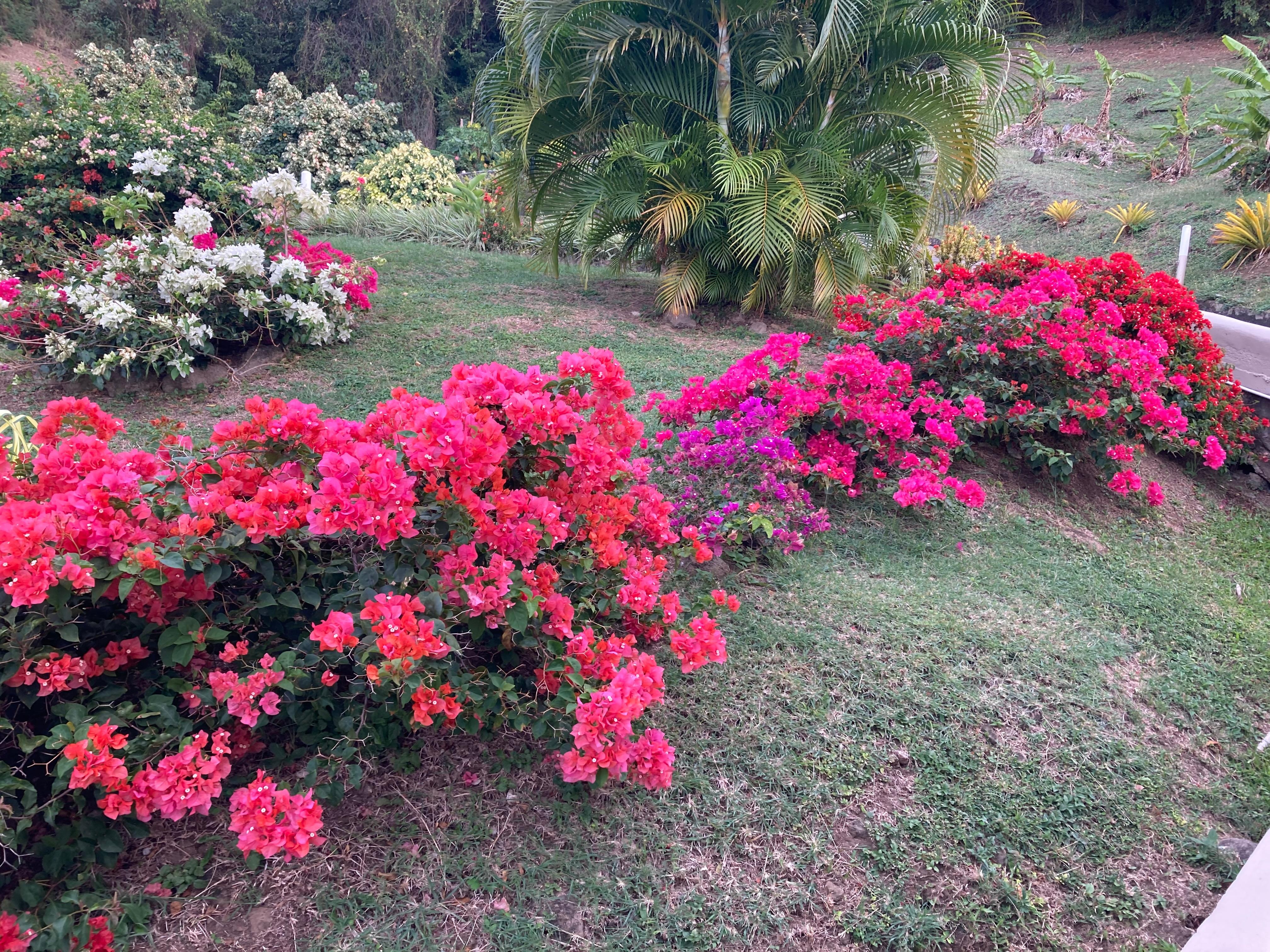 Colourful gardens at Siesta Hotel 