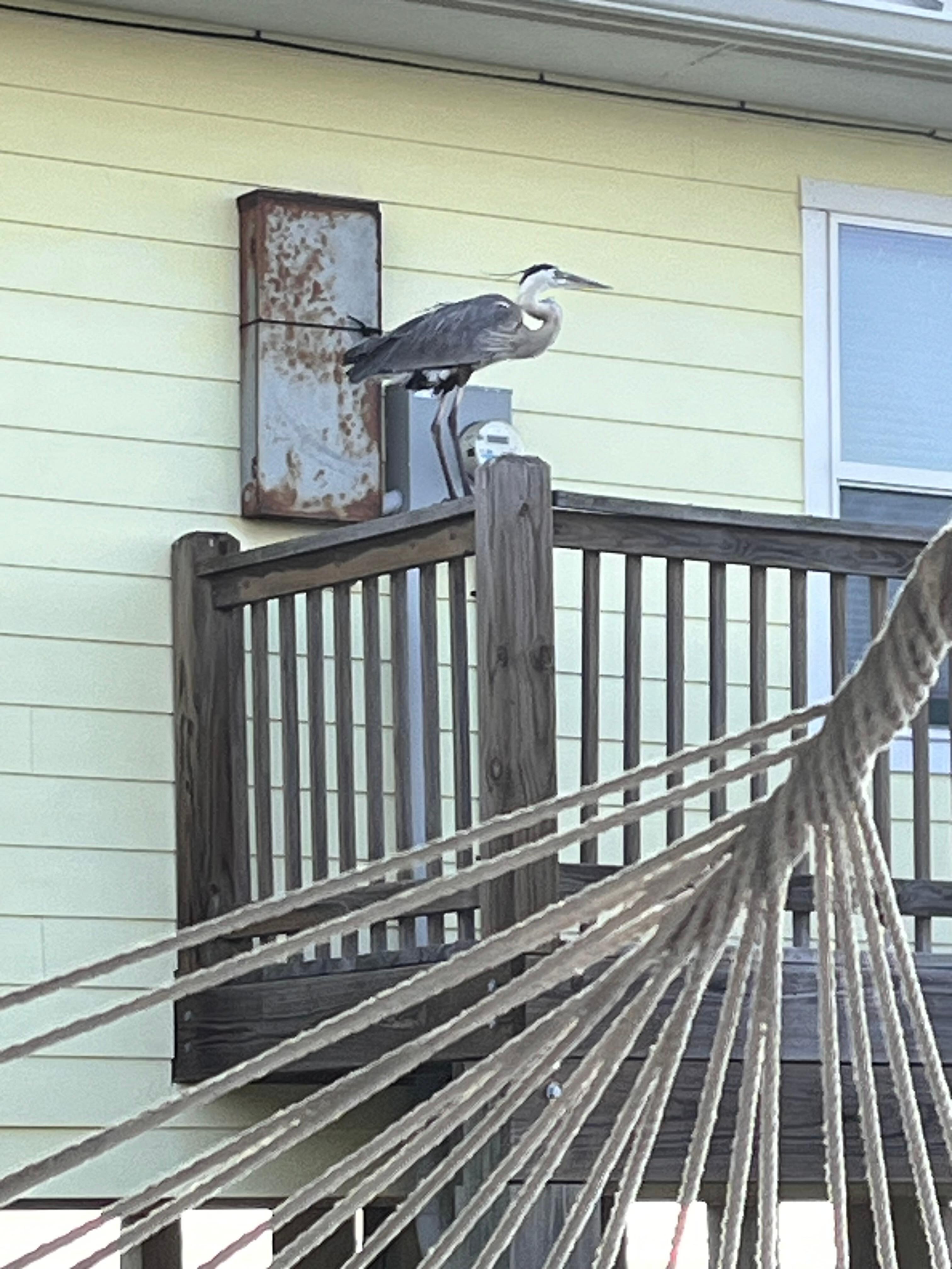 Coffee on the deck with a local. 